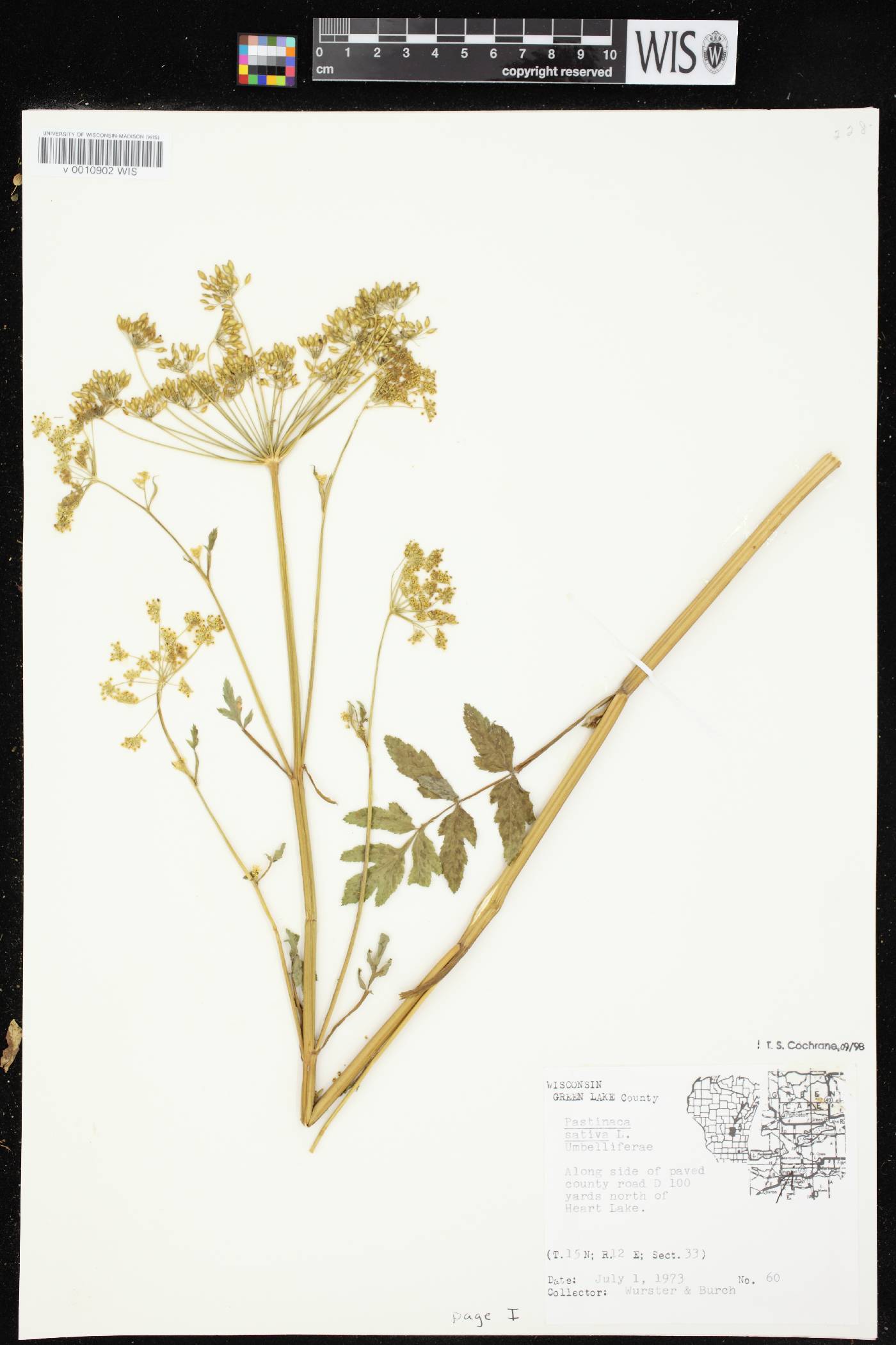 Pastinaca sativa image
