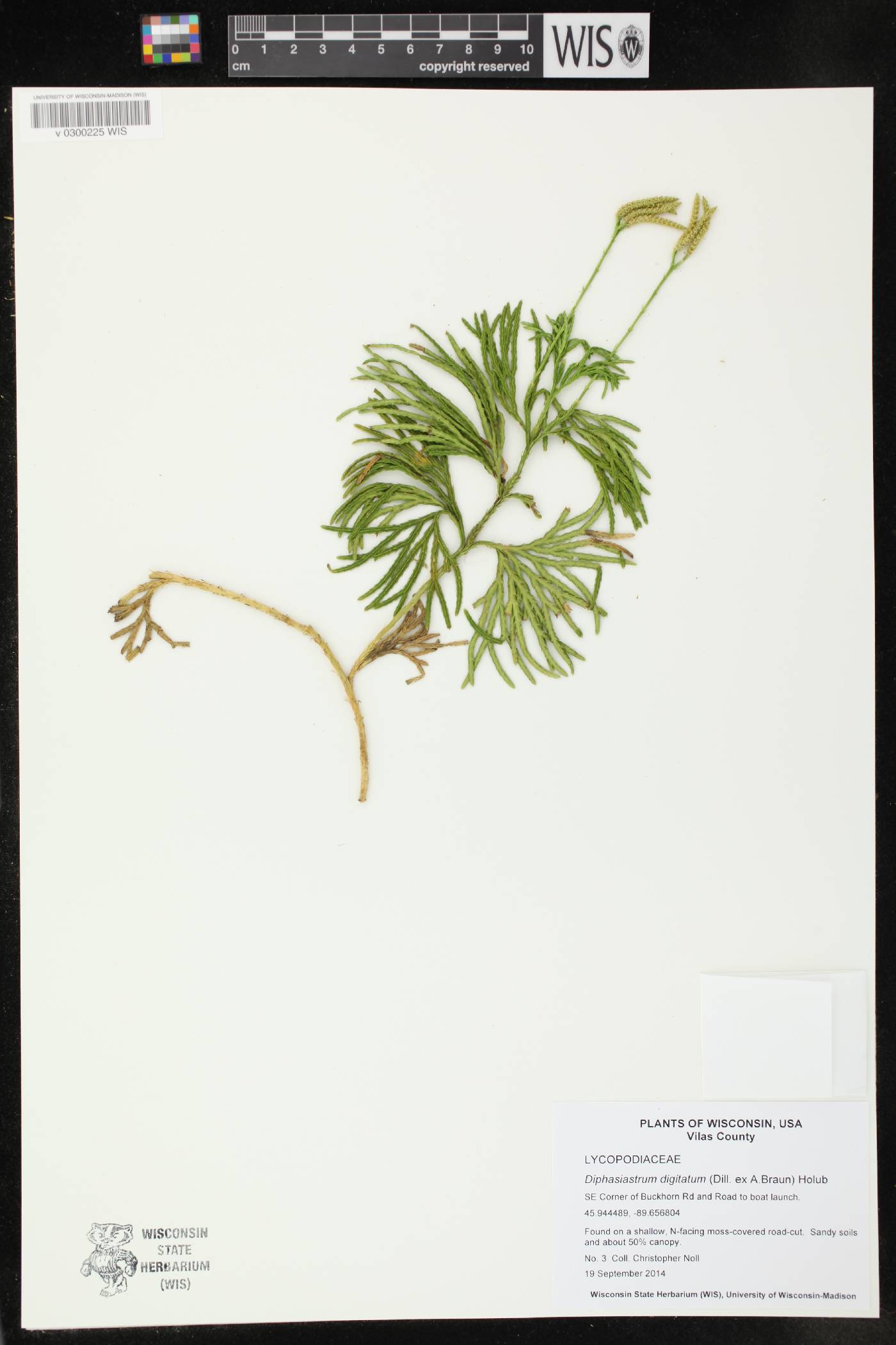 Diphasiastrum digitatum image