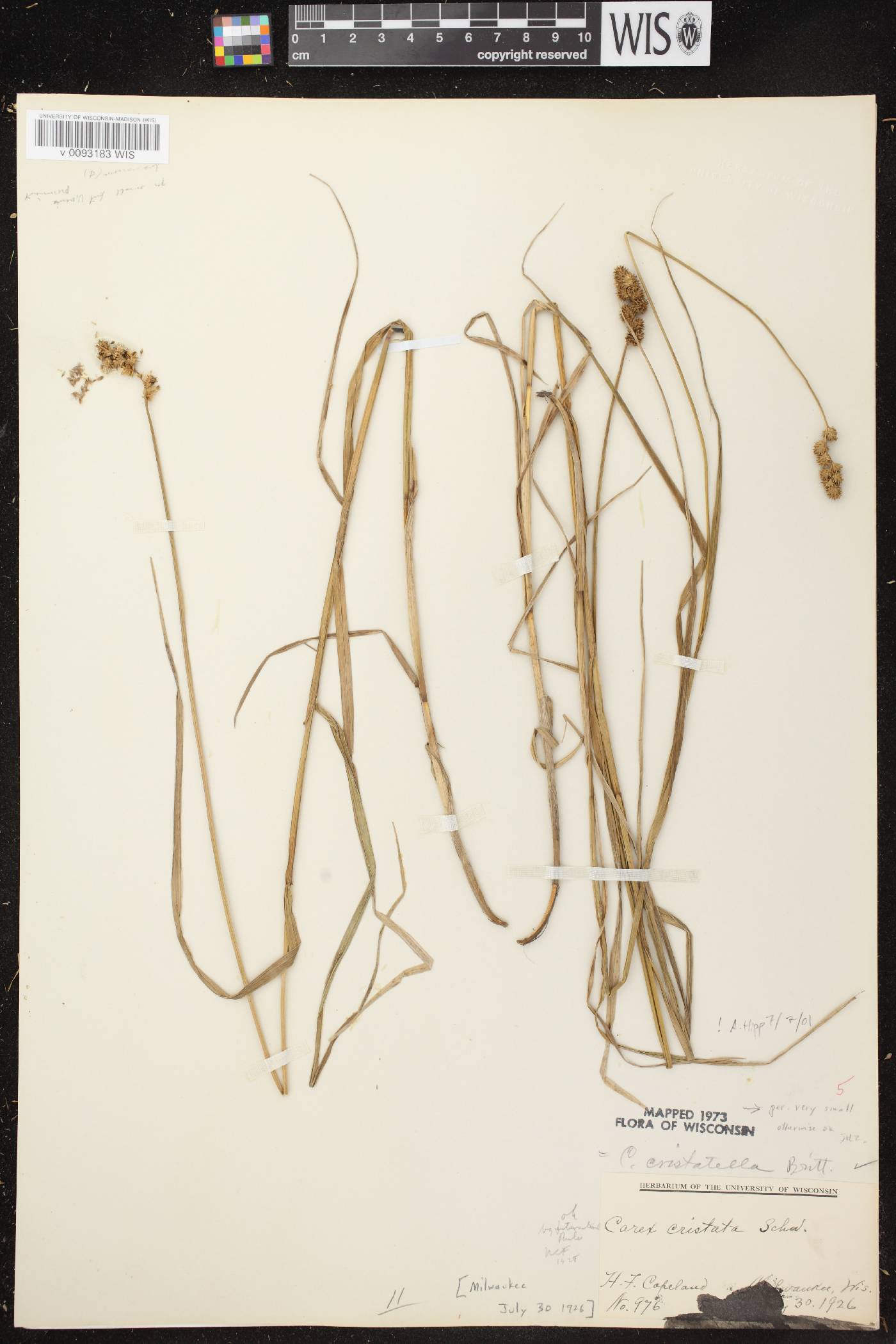 Carex cristatella image