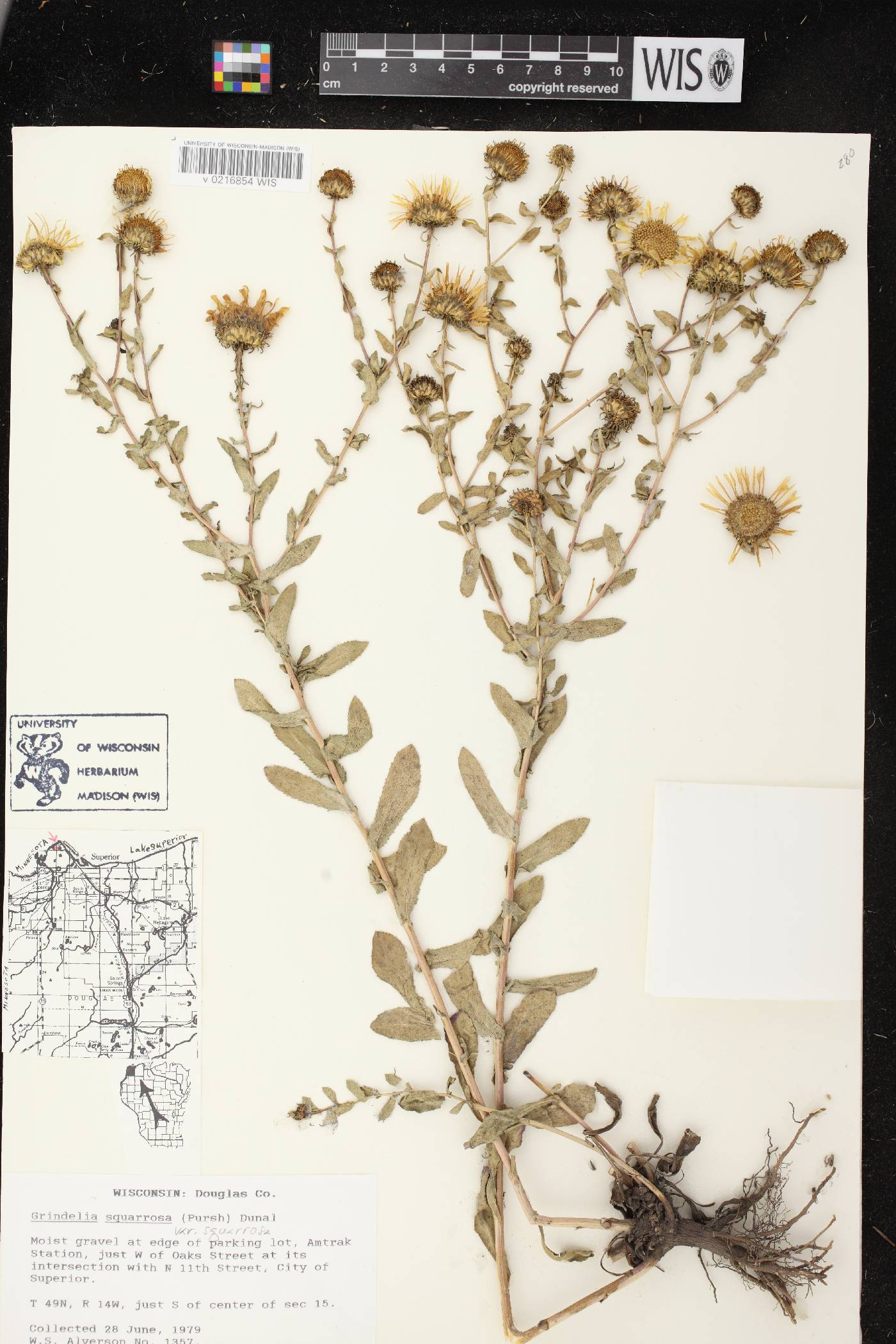 Grindelia squarrosa image
