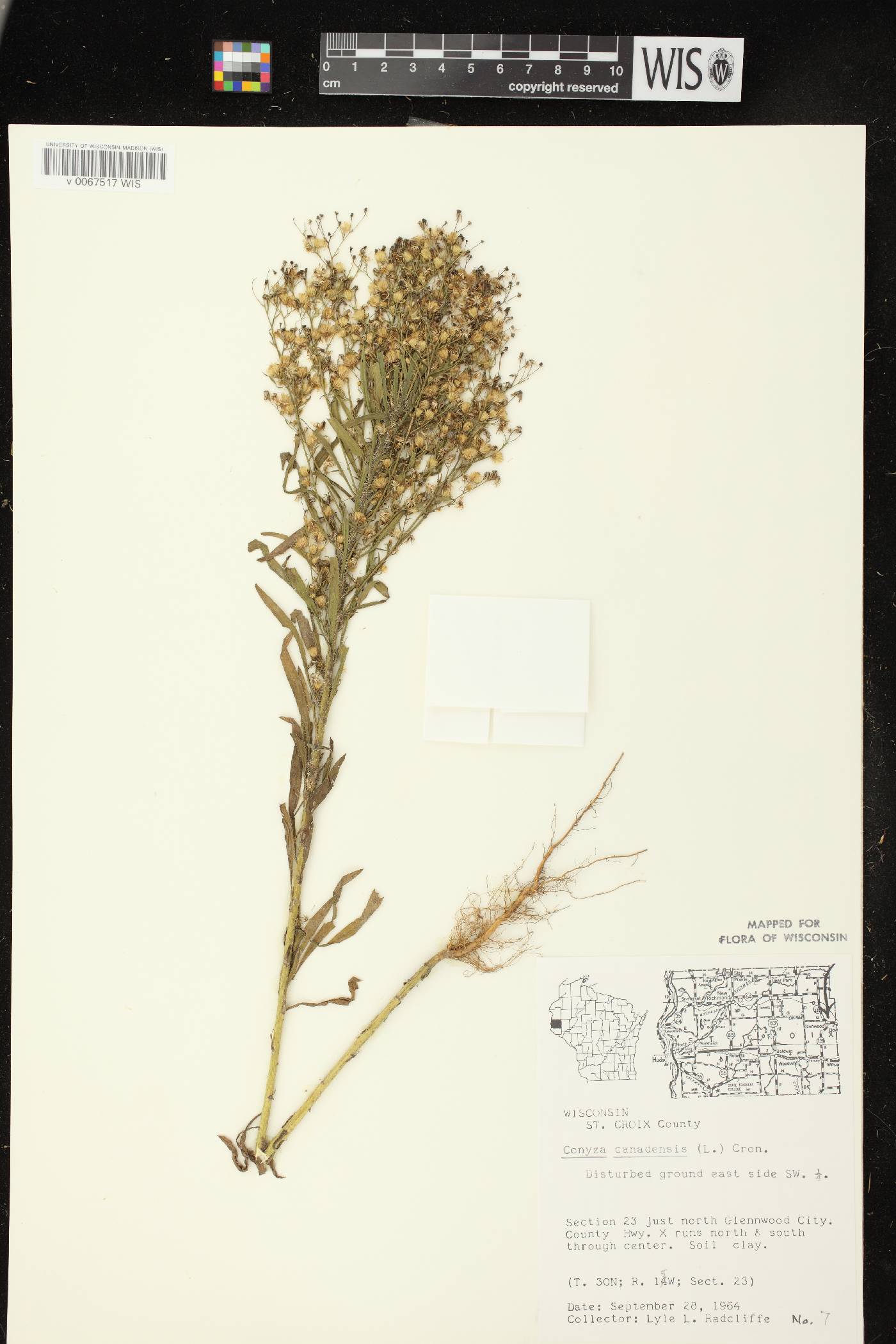 Conyza canadensis image