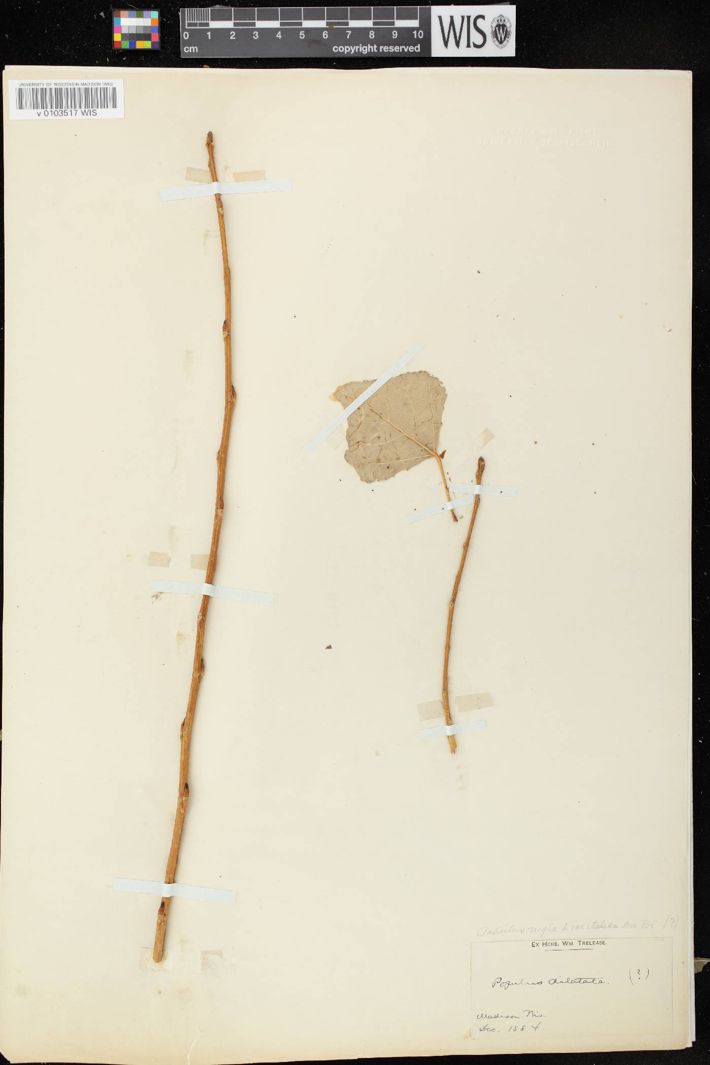 Populus nigra image