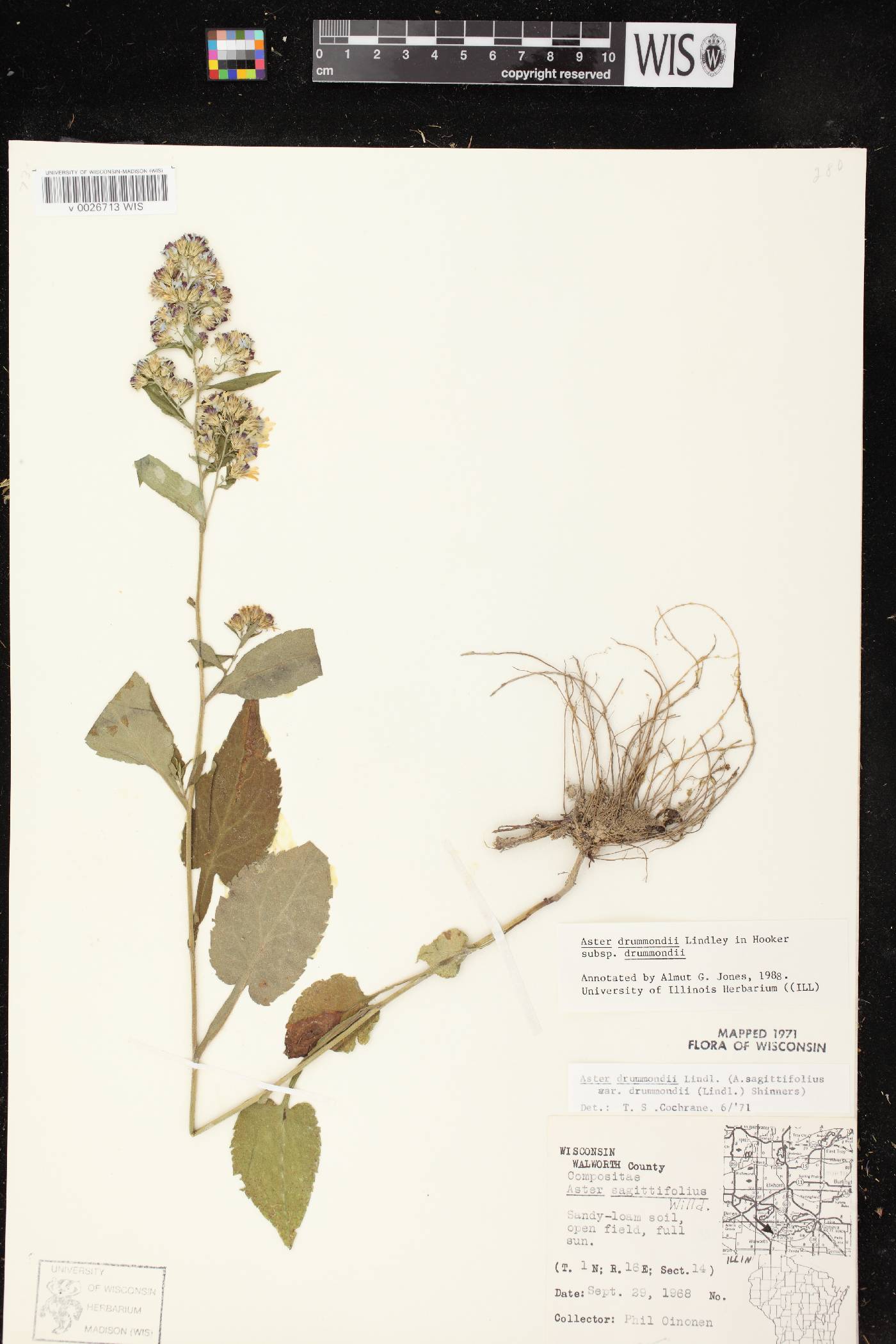 Symphyotrichum drummondii var. drummondii image