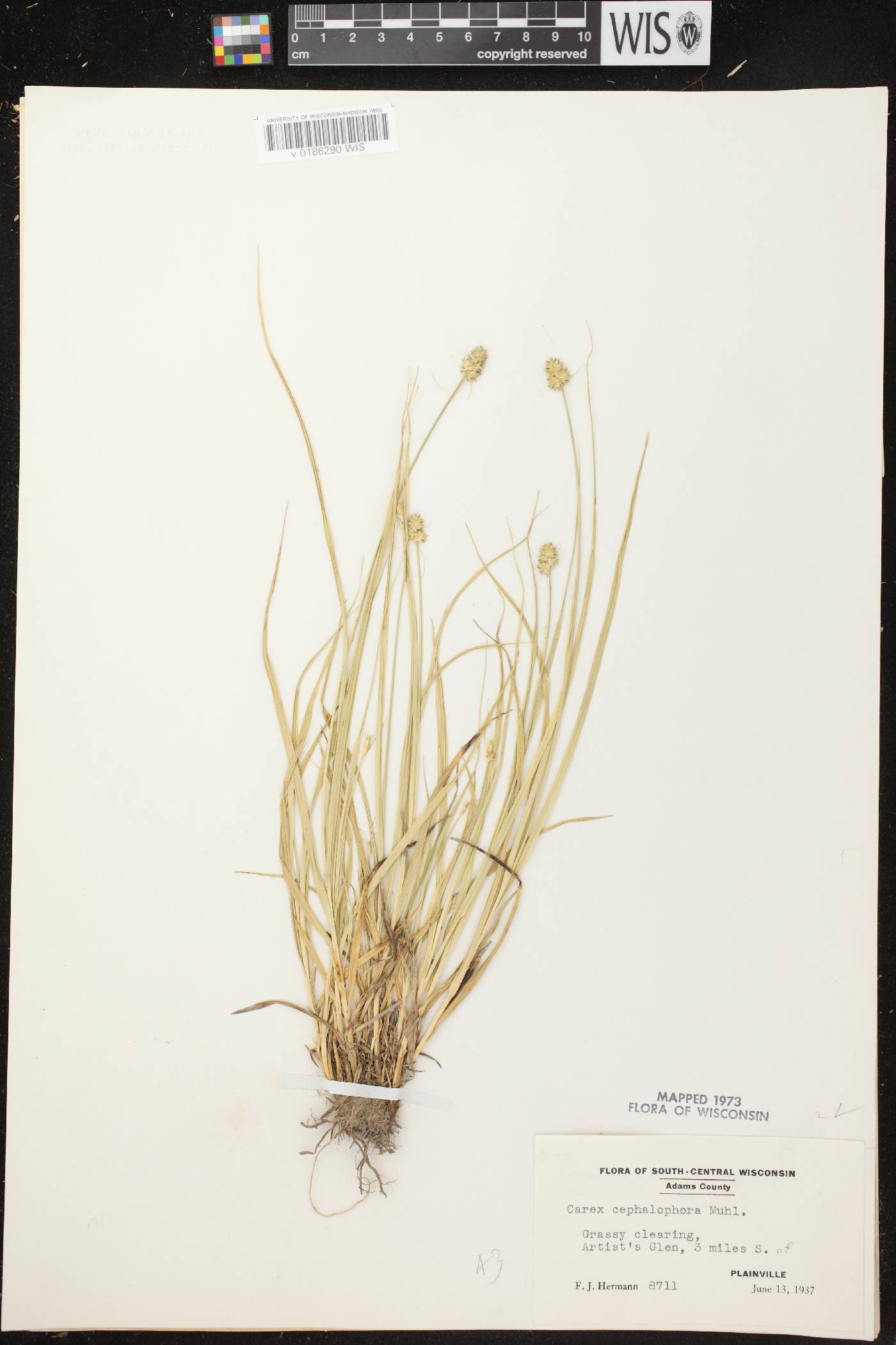 Carex cephalophora image