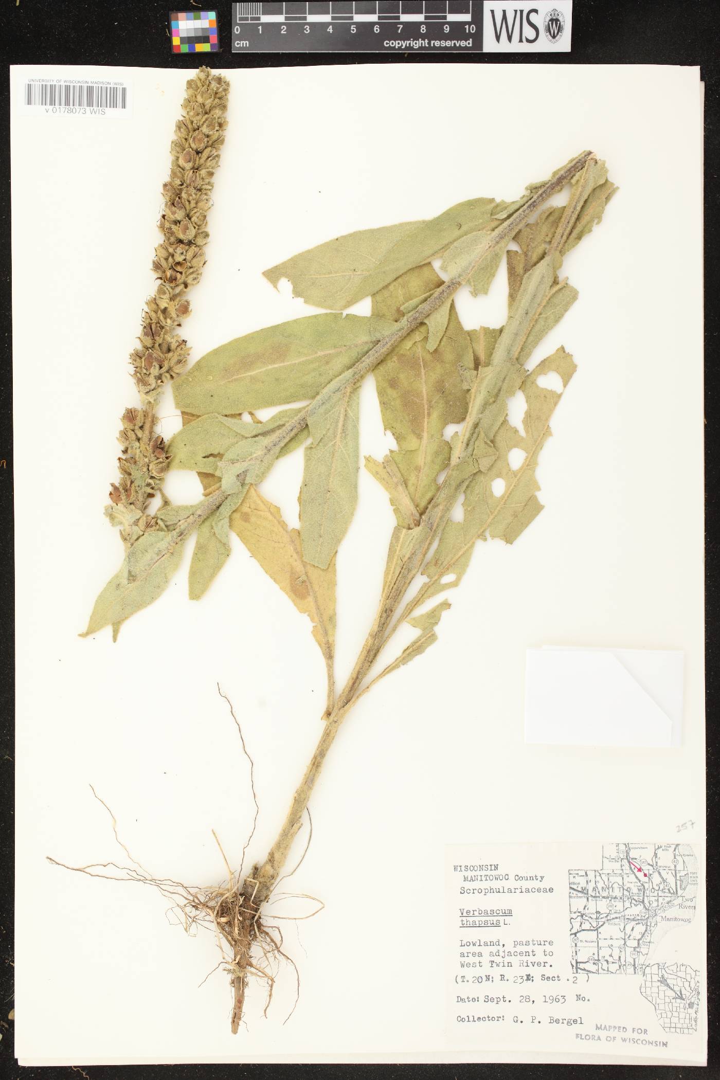 Verbascum thapsus image