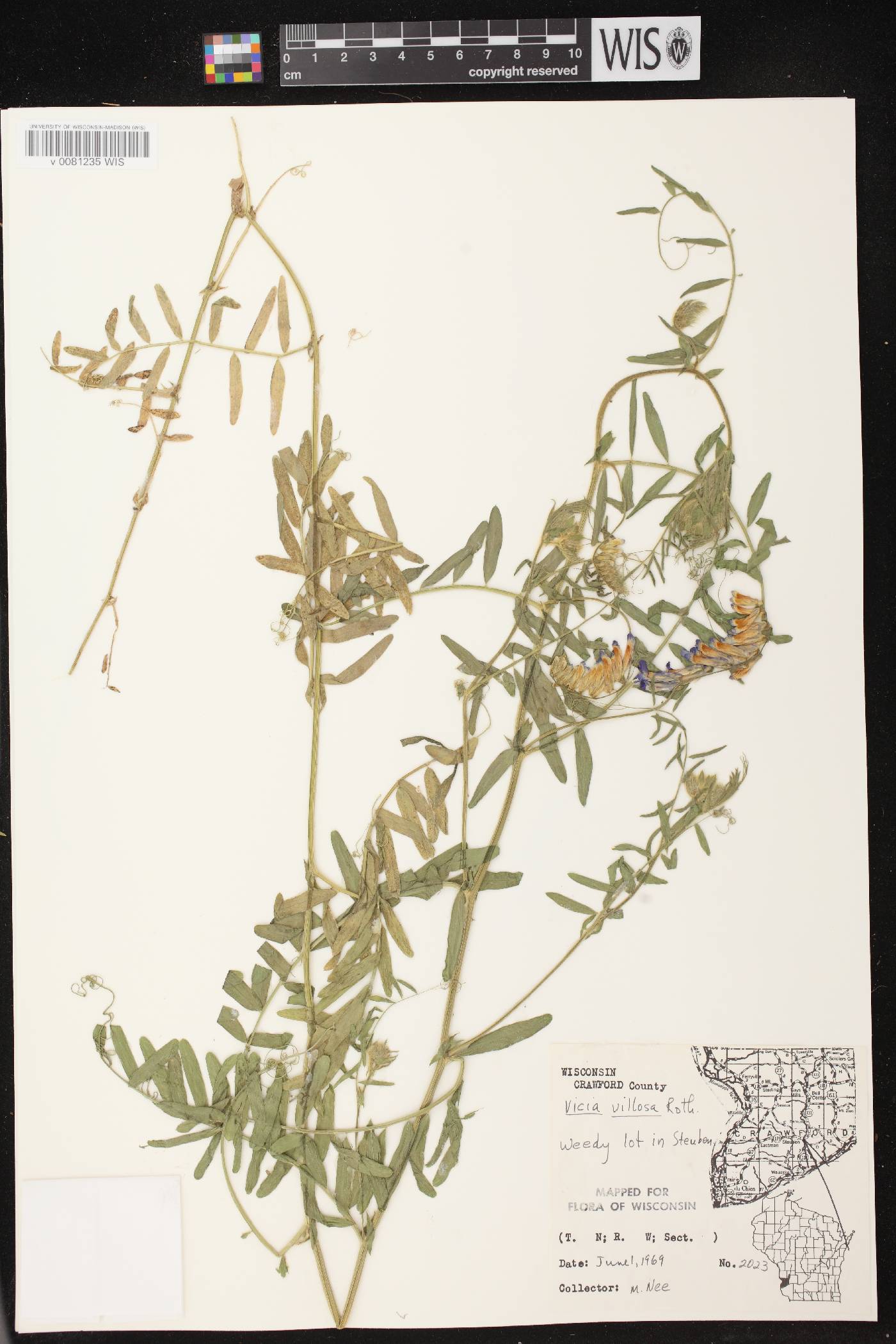 Vicia villosa image