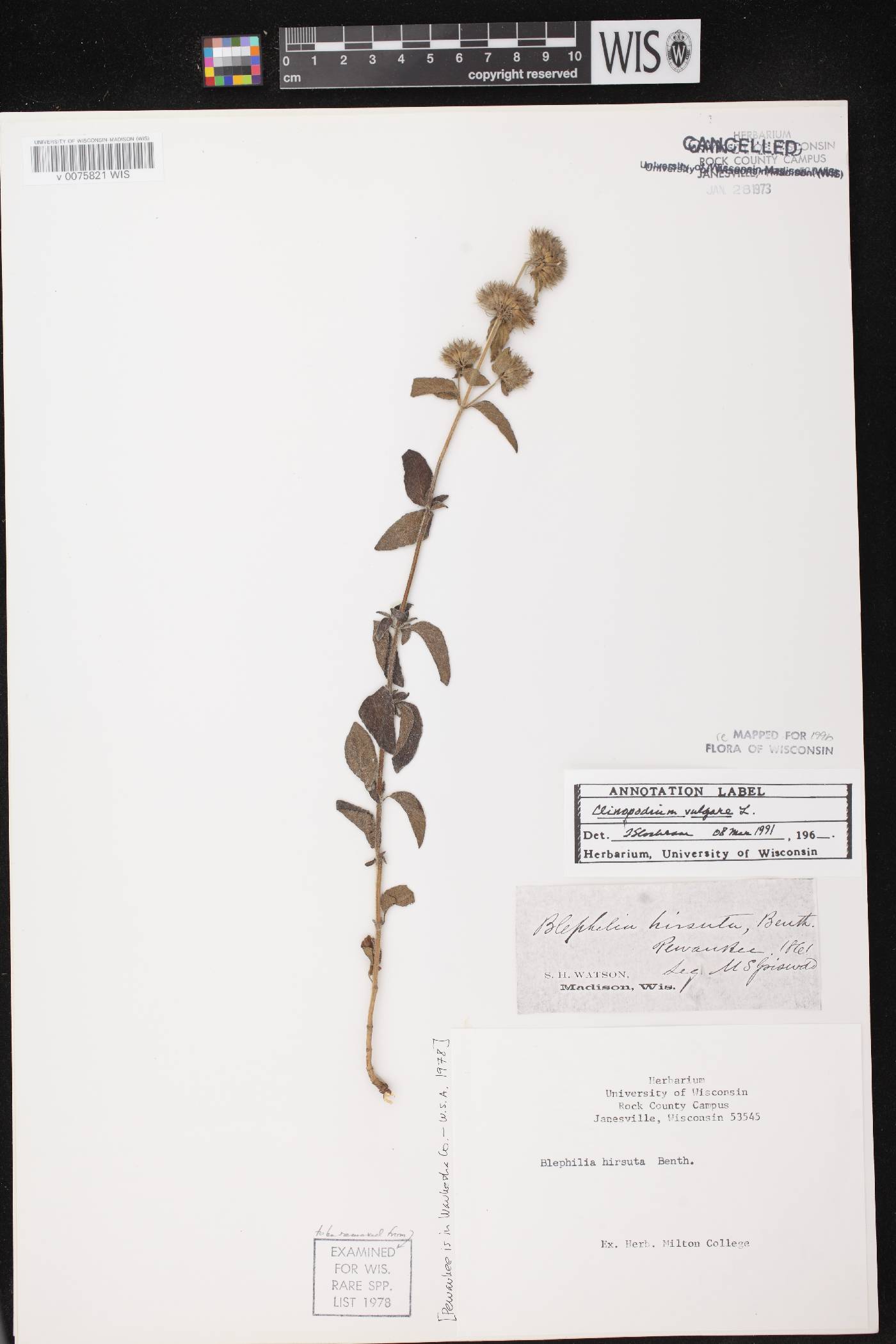 Clinopodium vulgare image