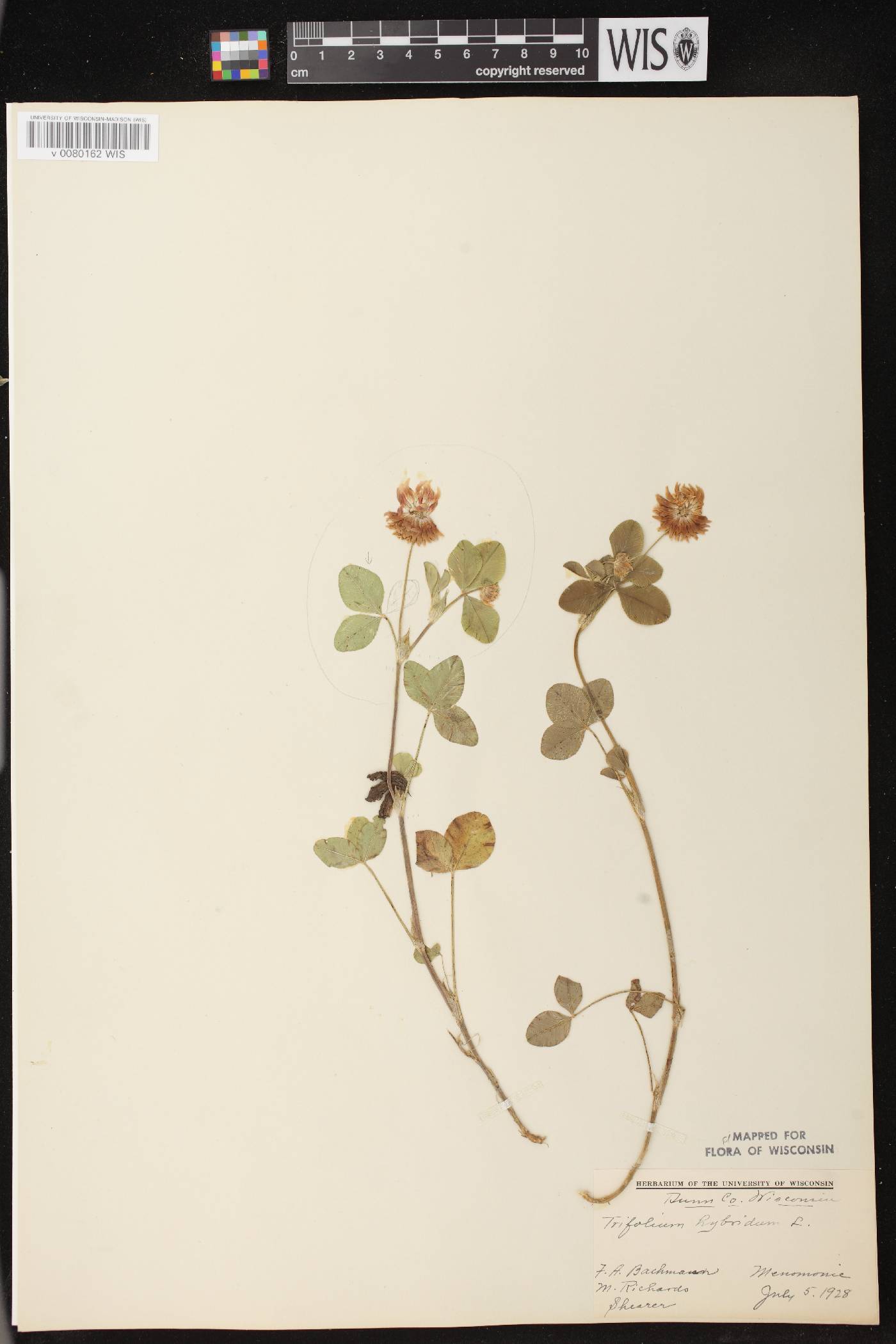 Trifolium hybridum image