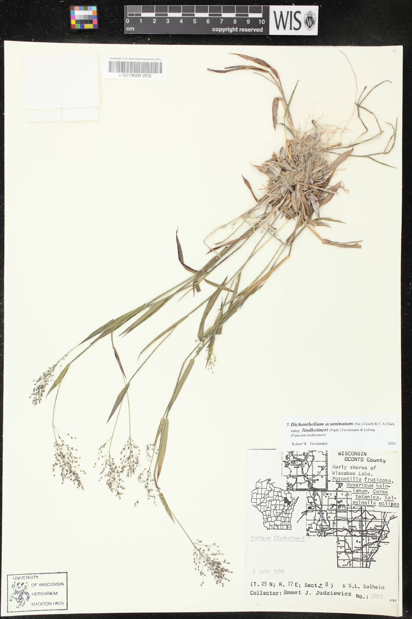 Dichanthelium acuminatum var. lindheimeri image