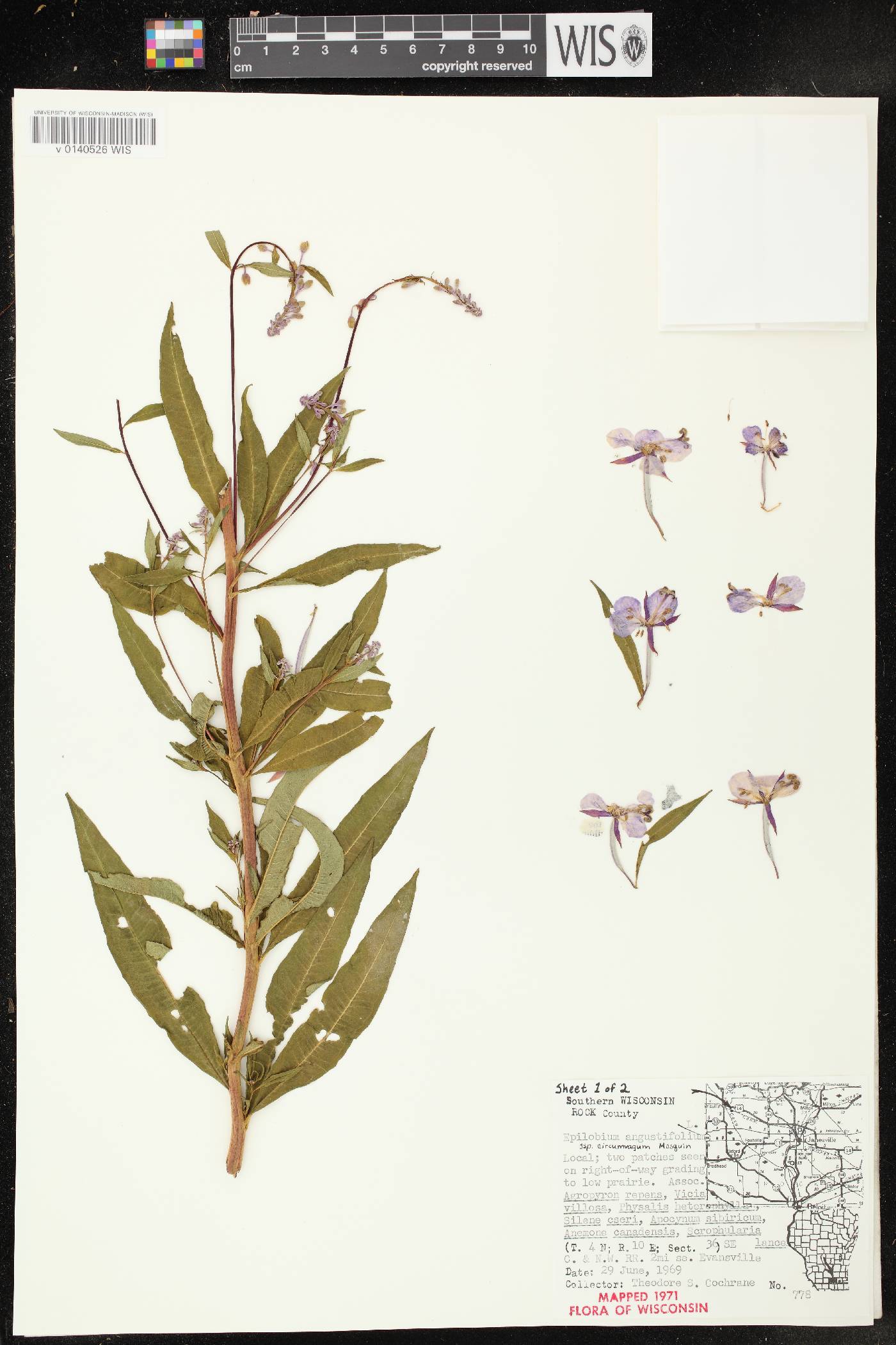 Chamerion angustifolium subsp. circumvagum image