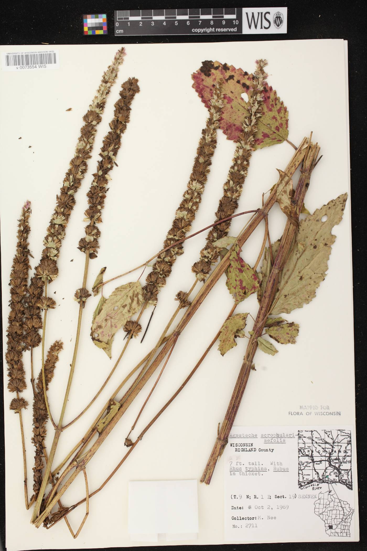 Agastache scrophulariifolia image