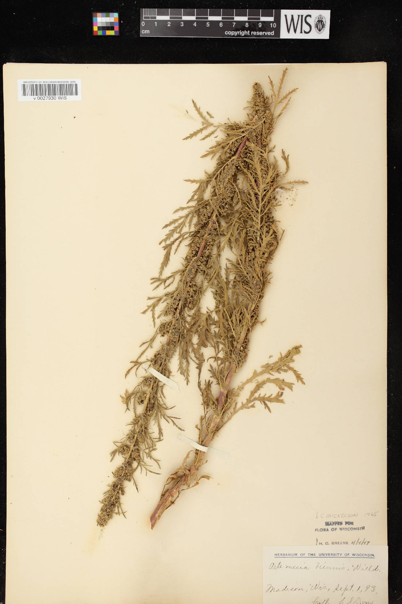 Artemisia biennis image