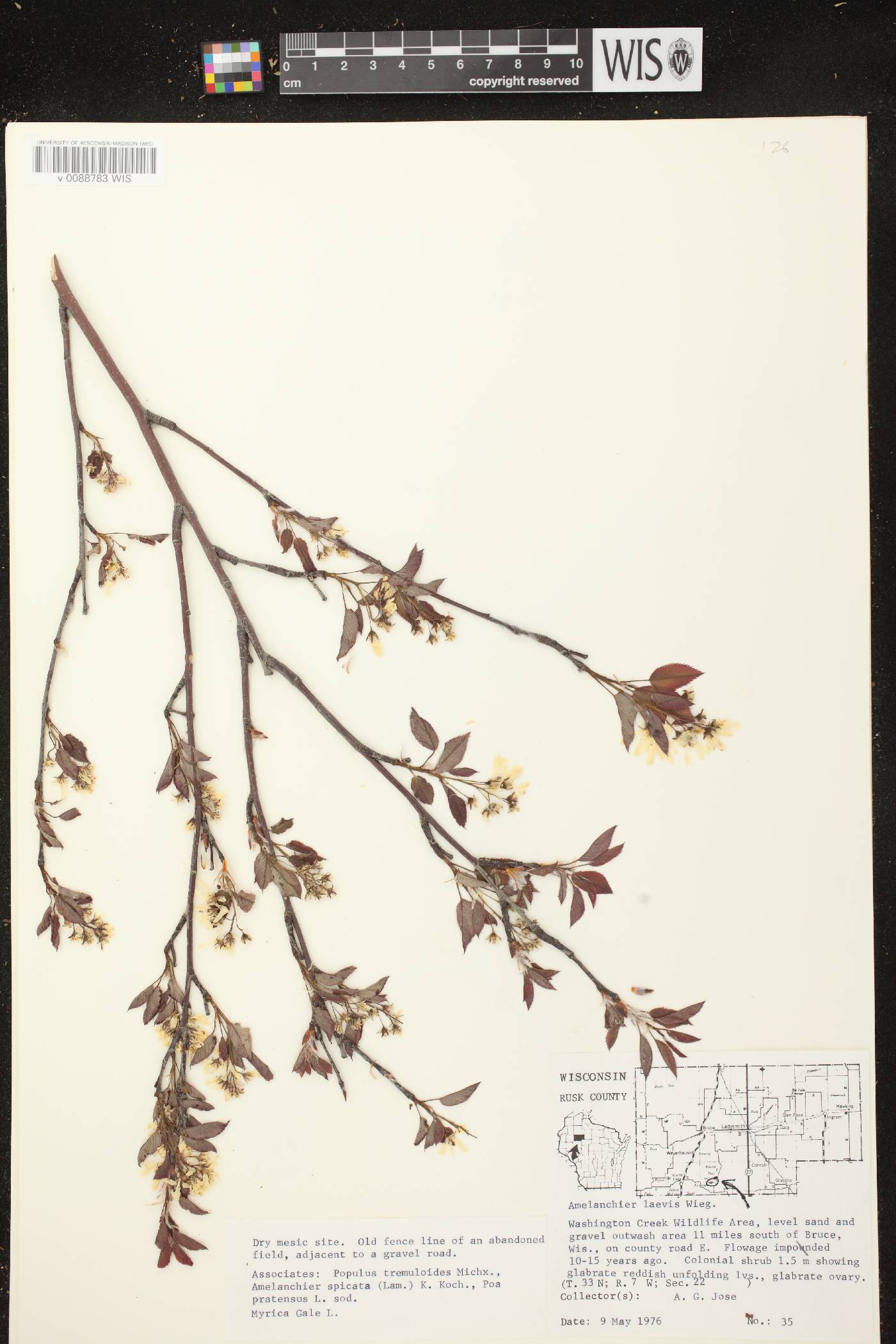 Amelanchier laevis image