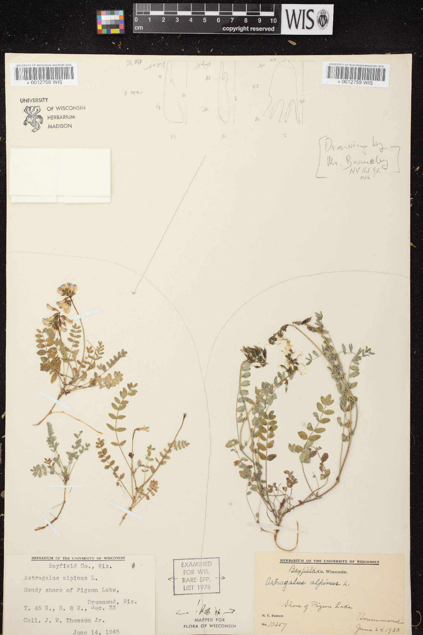 Astragalus alpinus var. alpinus image
