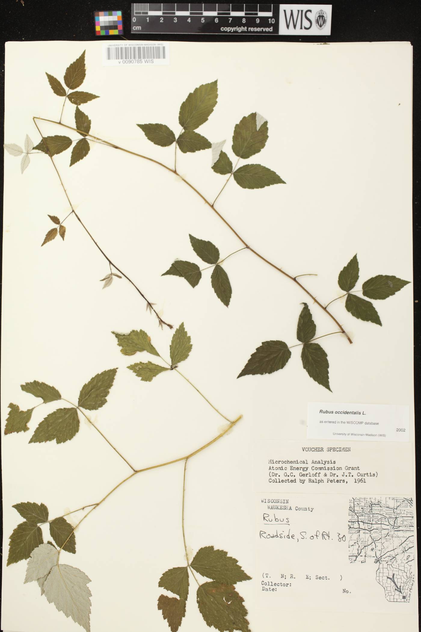 Rubus occidentalis image