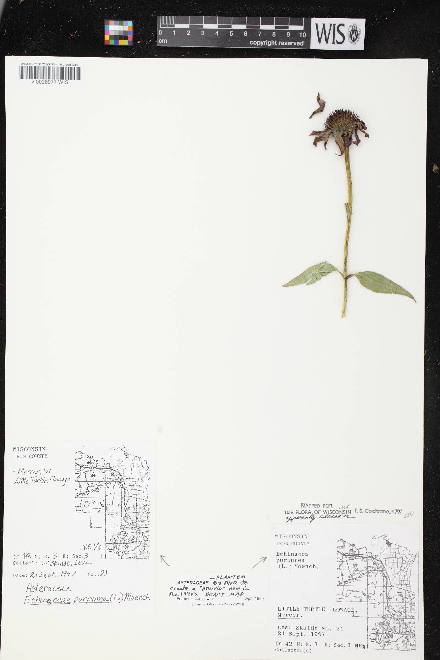 Echinacea purpurea image