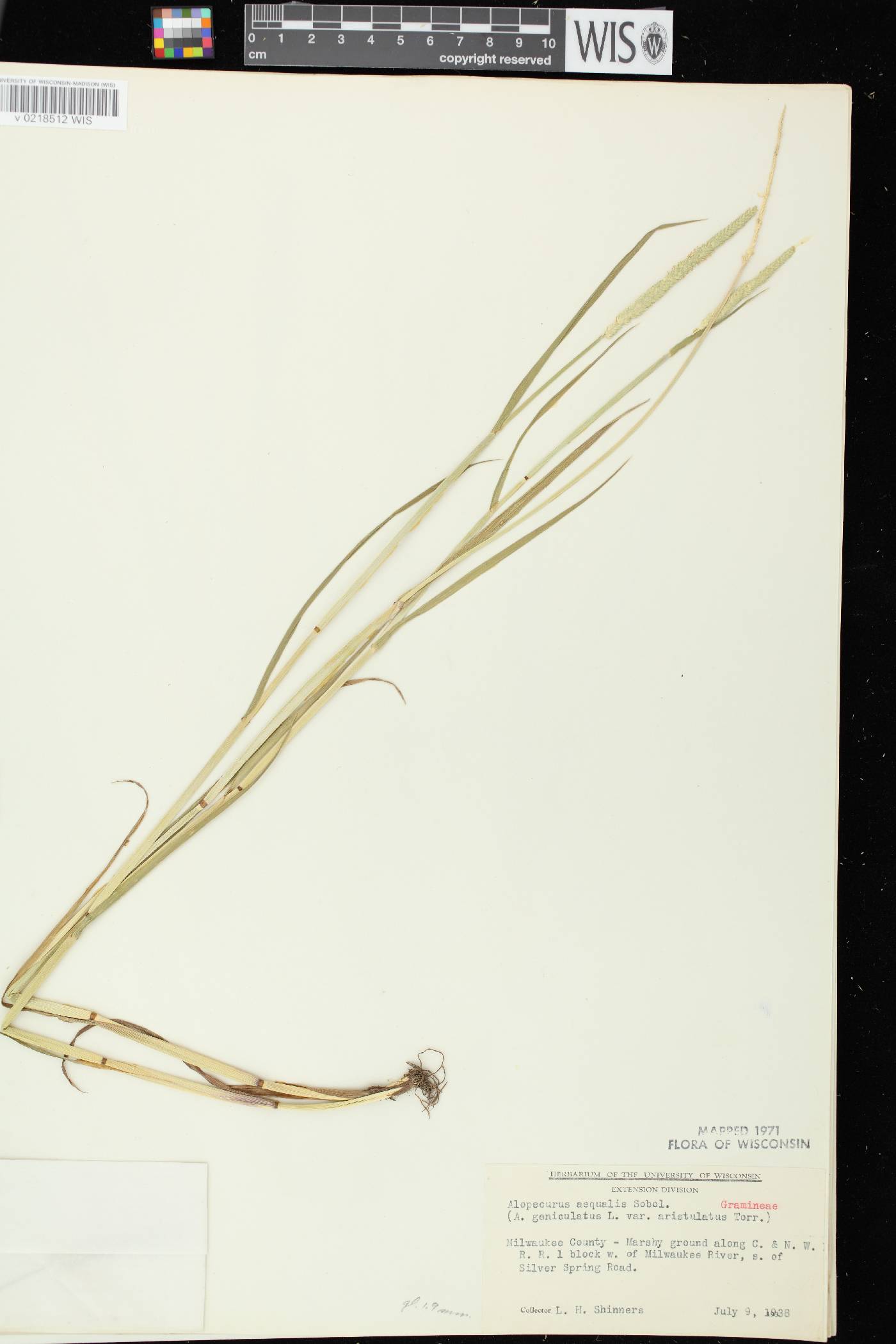 Alopecurus aequalis image