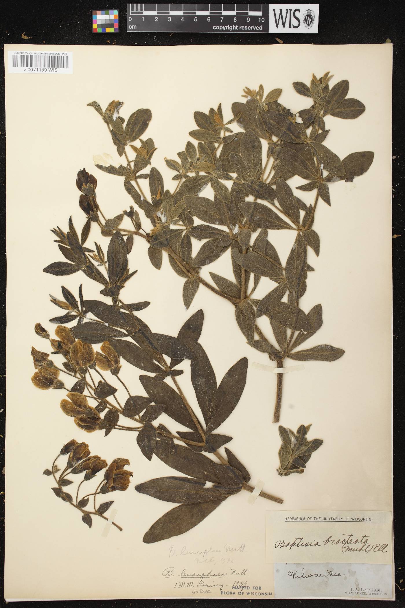Baptisia leucophaea image