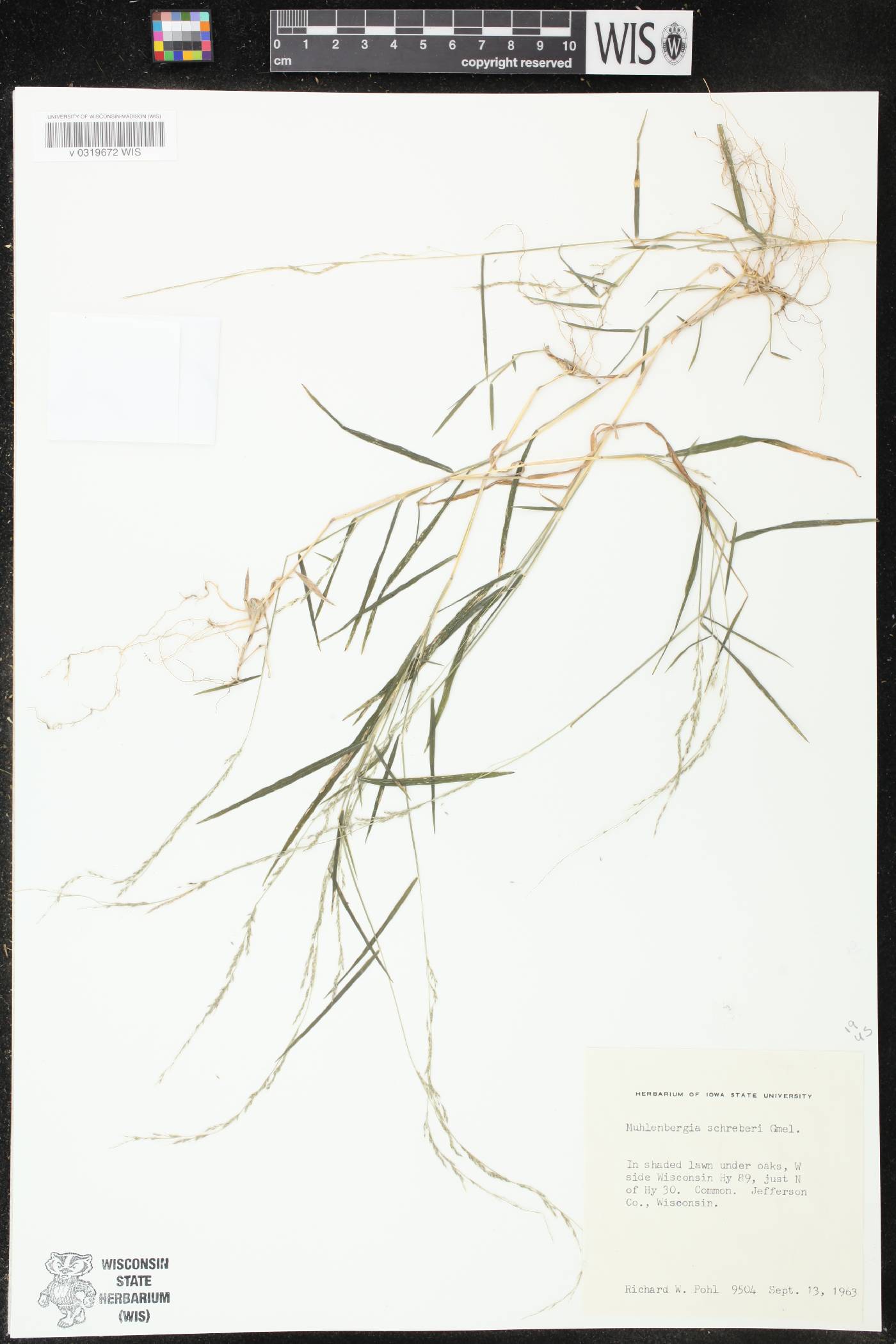 Muhlenbergia schreberi image