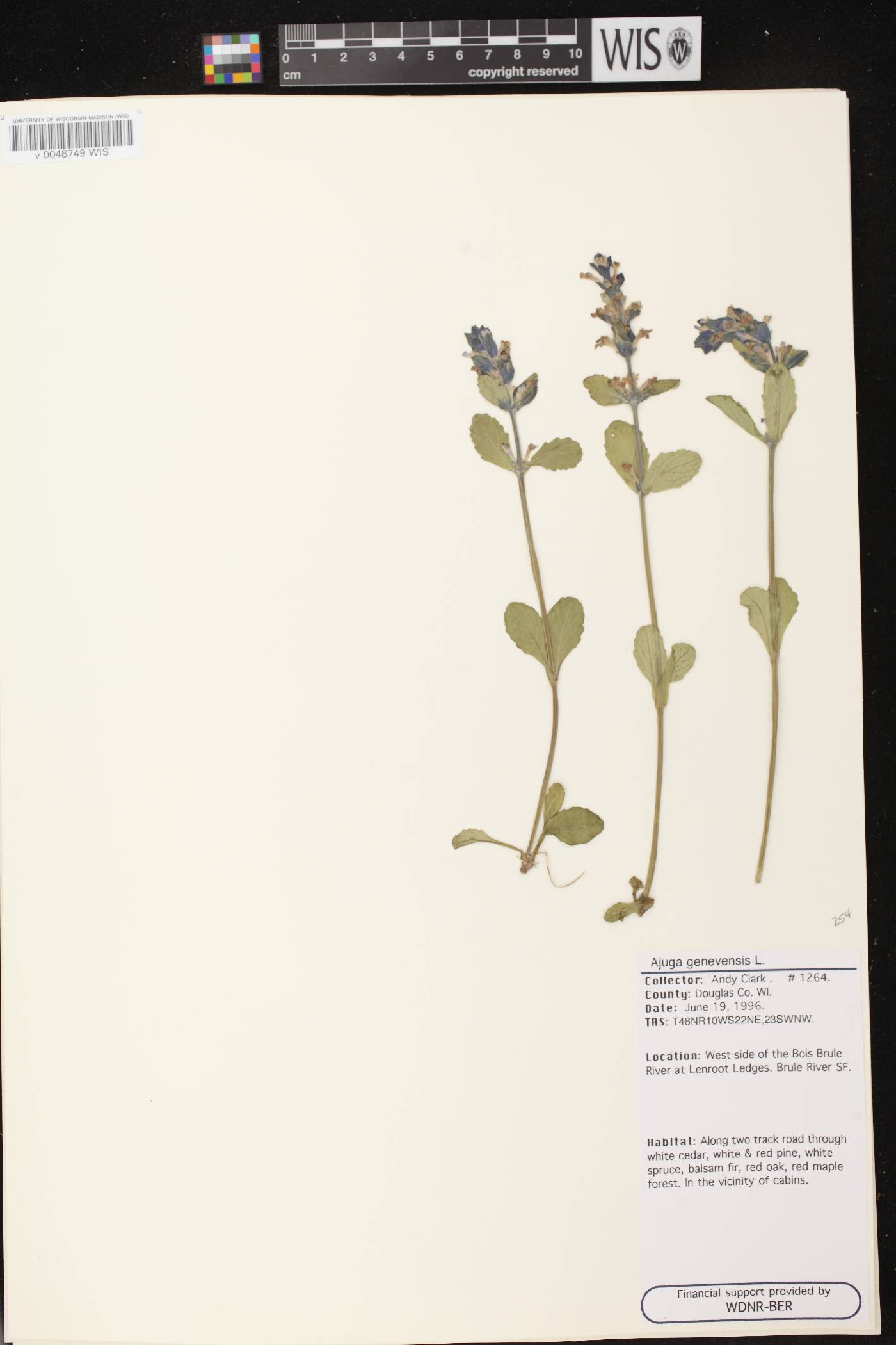 Ajuga genevensis image