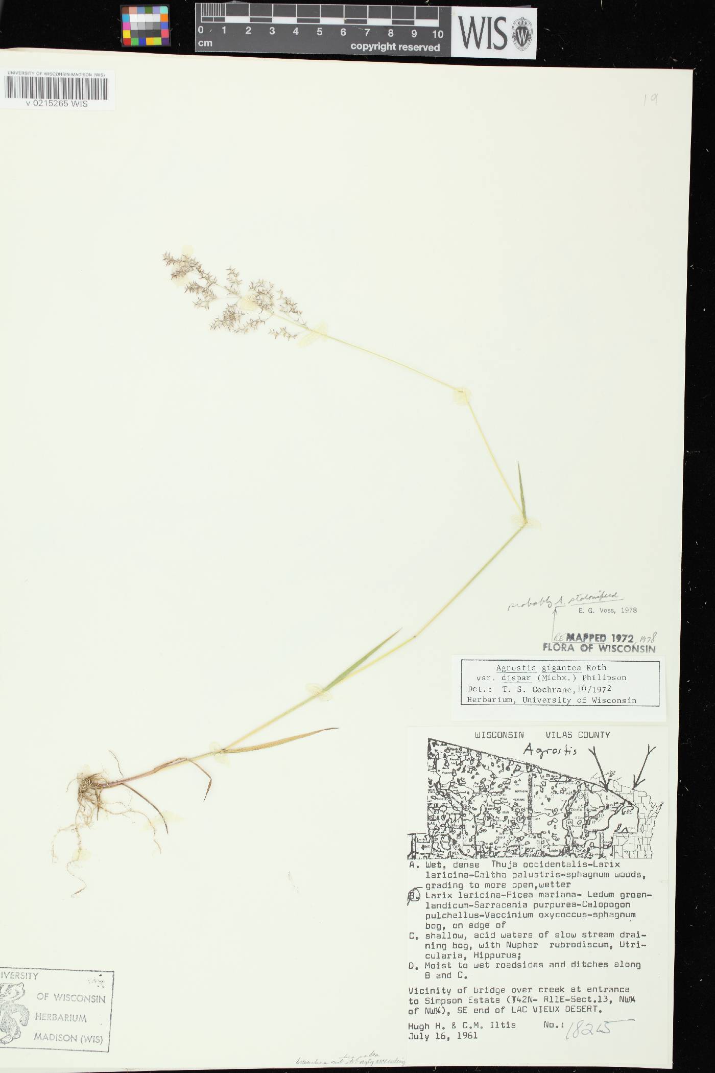 Agrostis stolonifera image