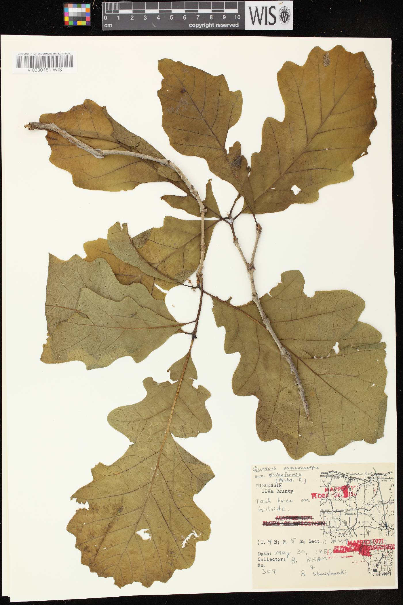 Quercus macrocarpa image