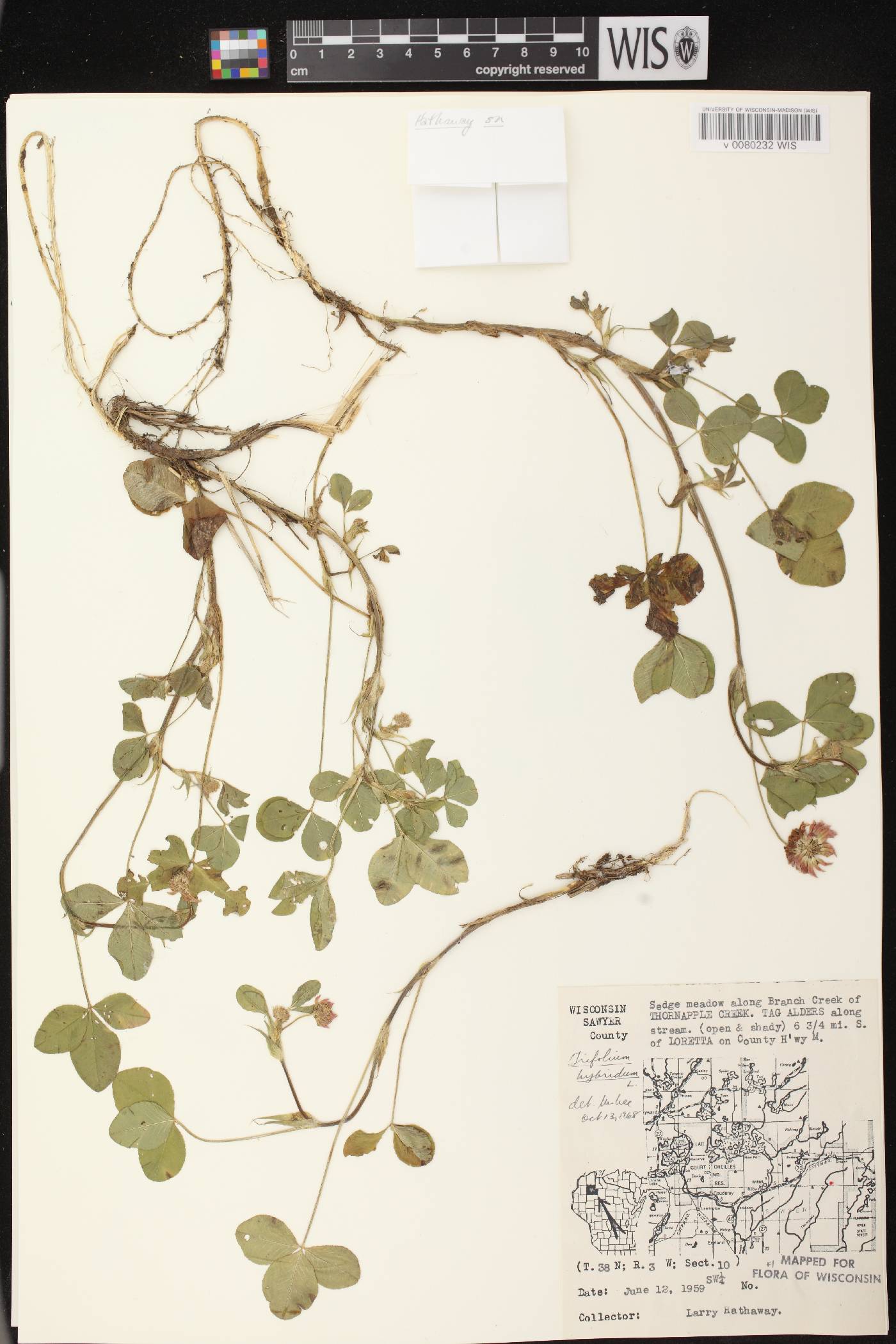 Trifolium hybridum image