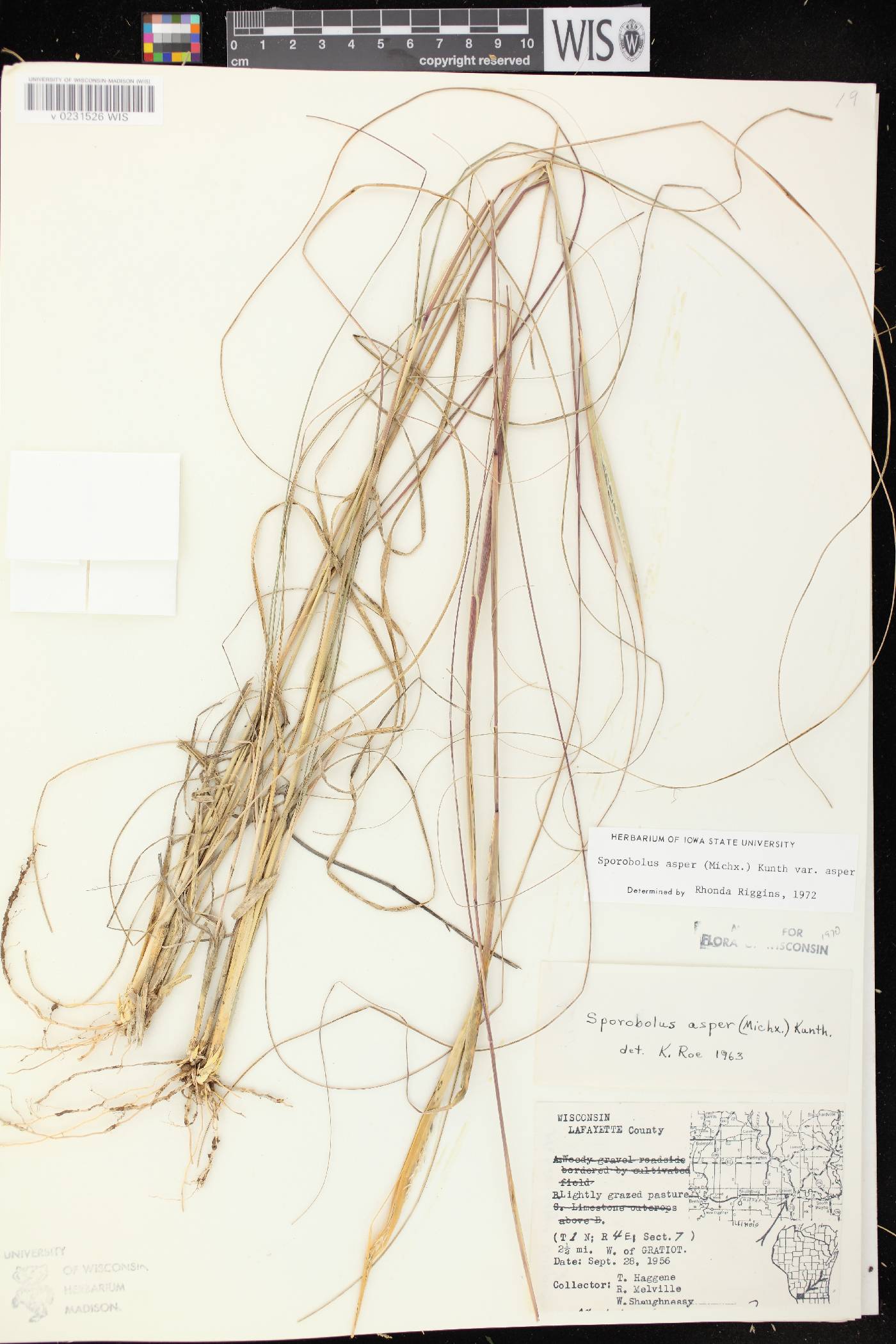 Sporobolus compositus var. compositus image