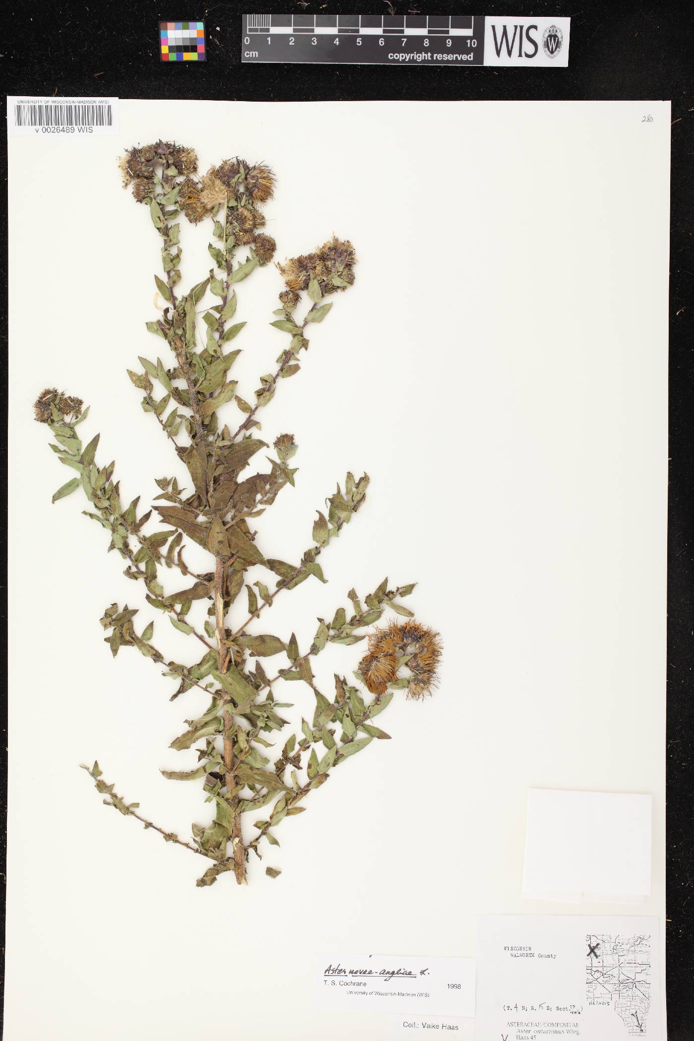 Symphyotrichum novae-angliae image
