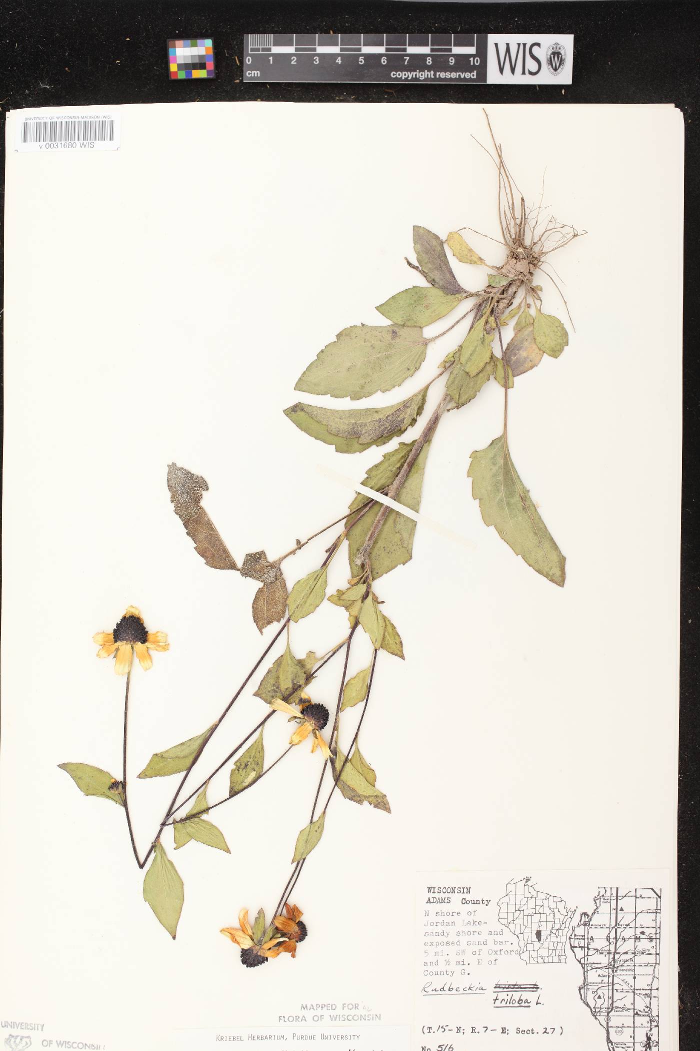 Rudbeckia triloba image