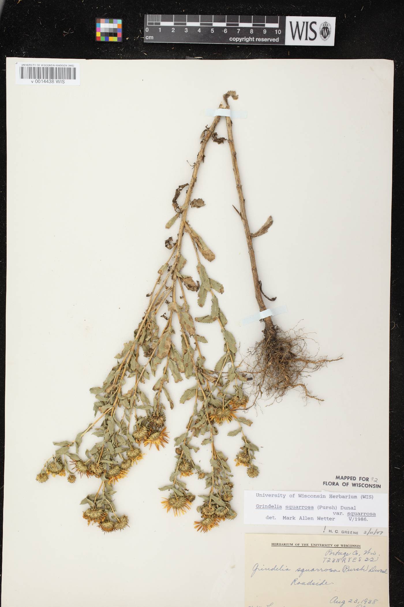 Grindelia squarrosa image