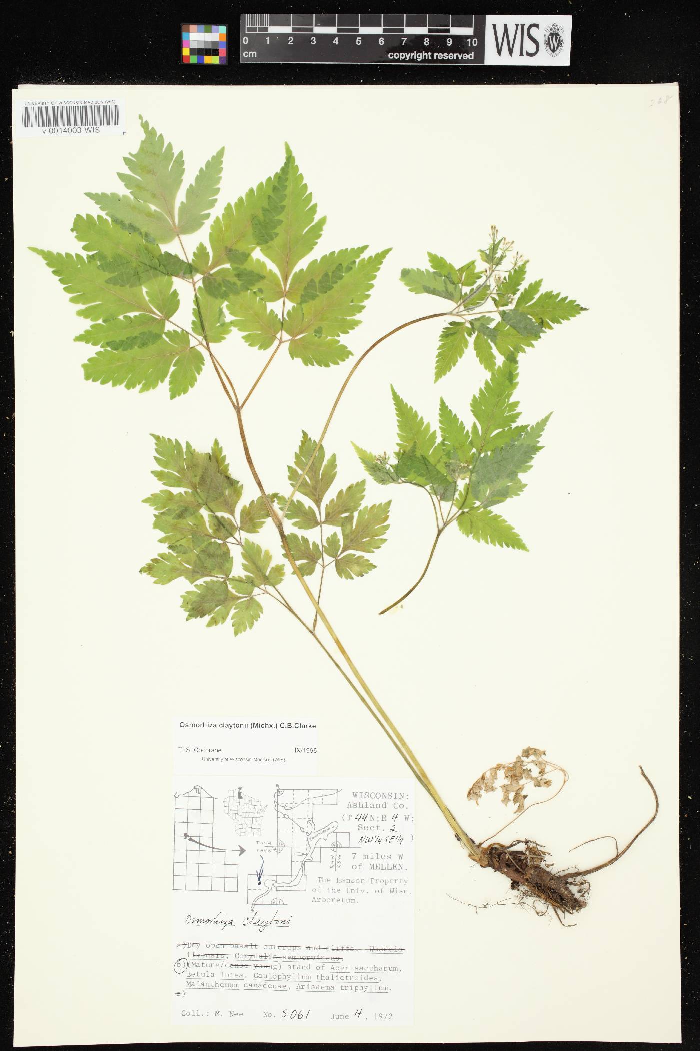 Osmorhiza claytonii image