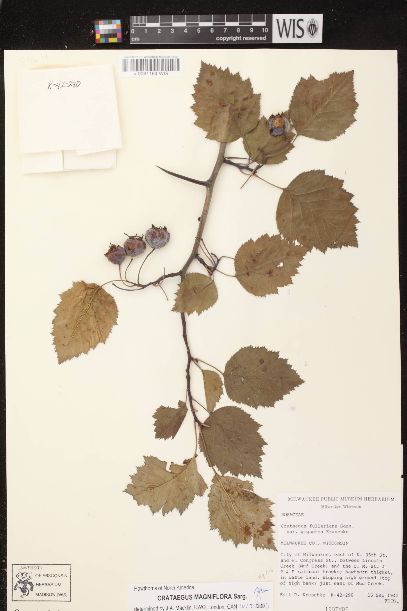 Crataegus magniflora image