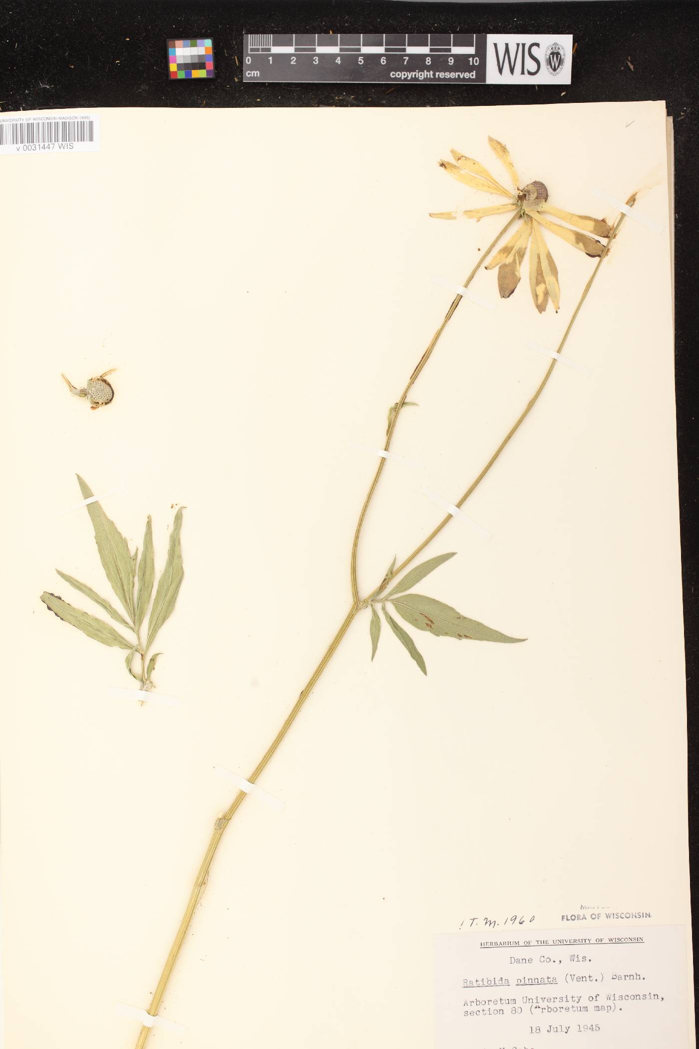 Ratibida pinnata image