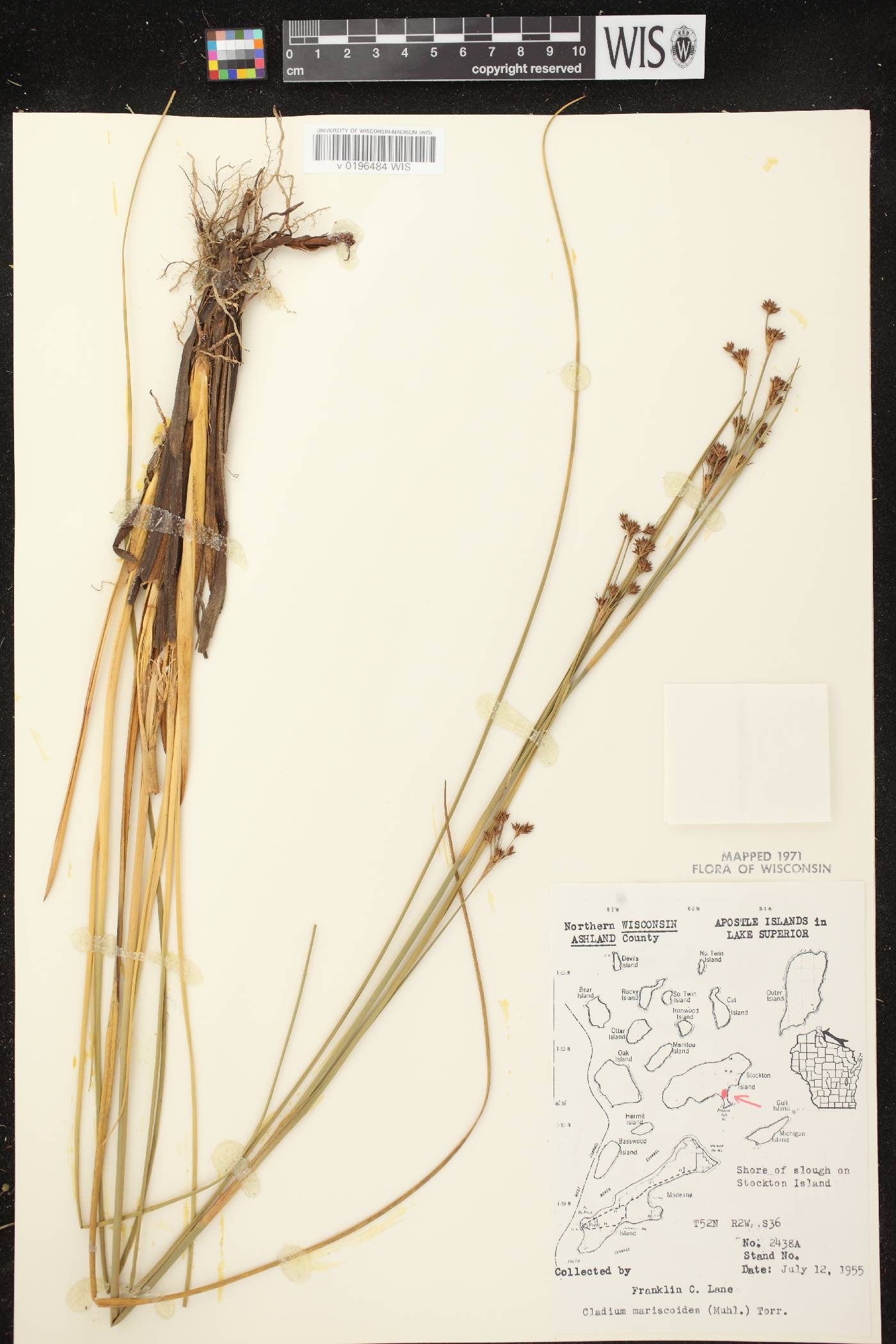 Cladium mariscoides image
