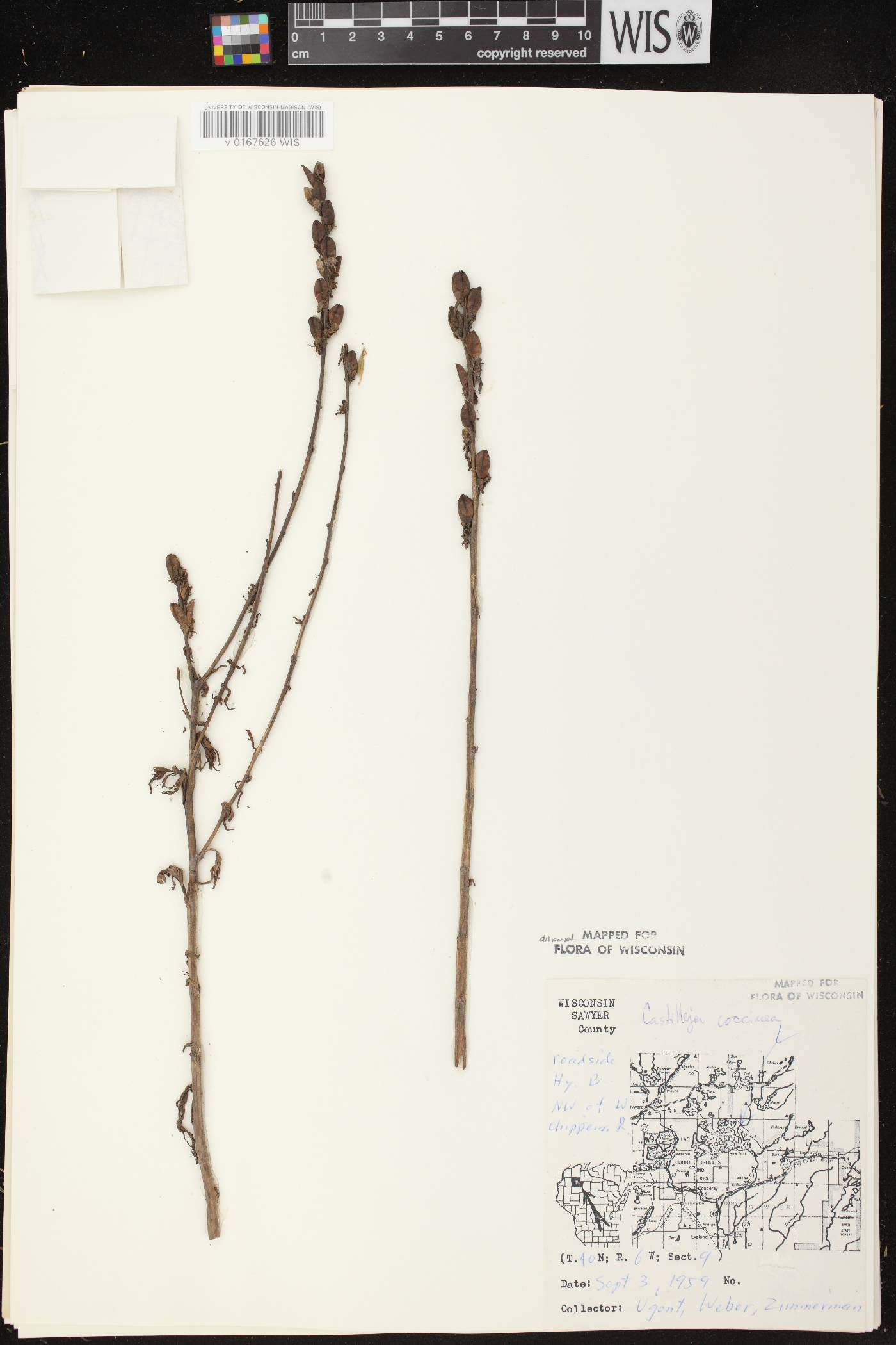 Castilleja coccinea image
