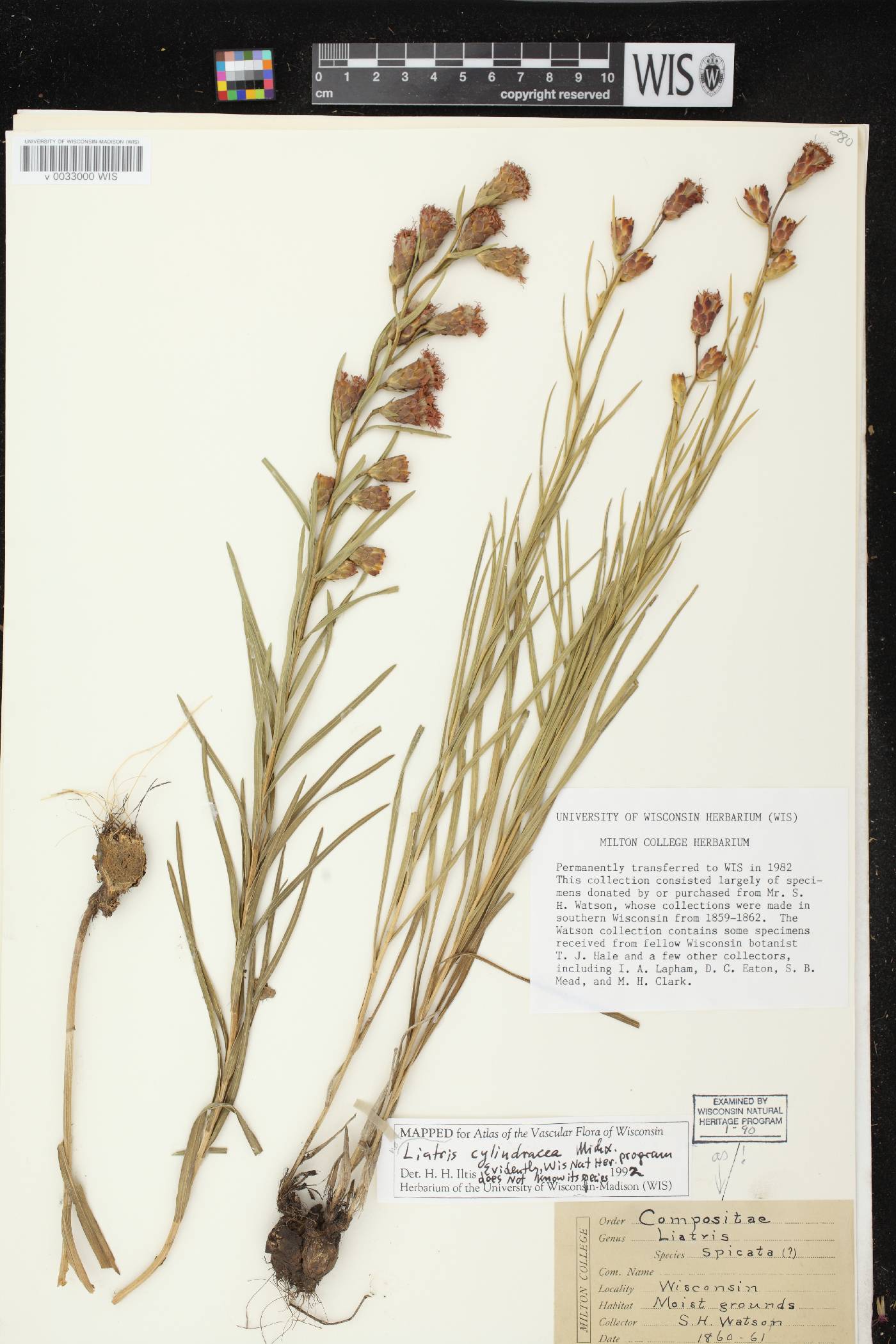 Liatris cylindracea image