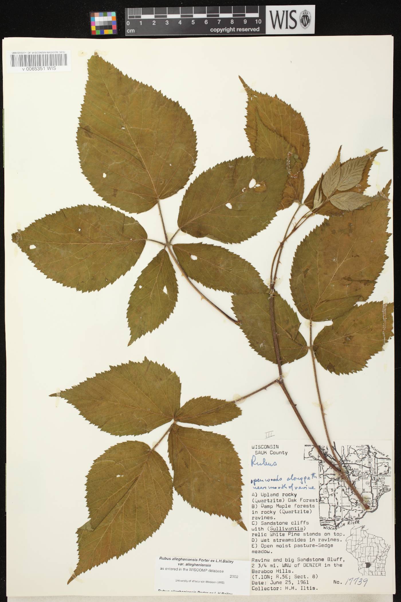 Rubus allegheniensis image