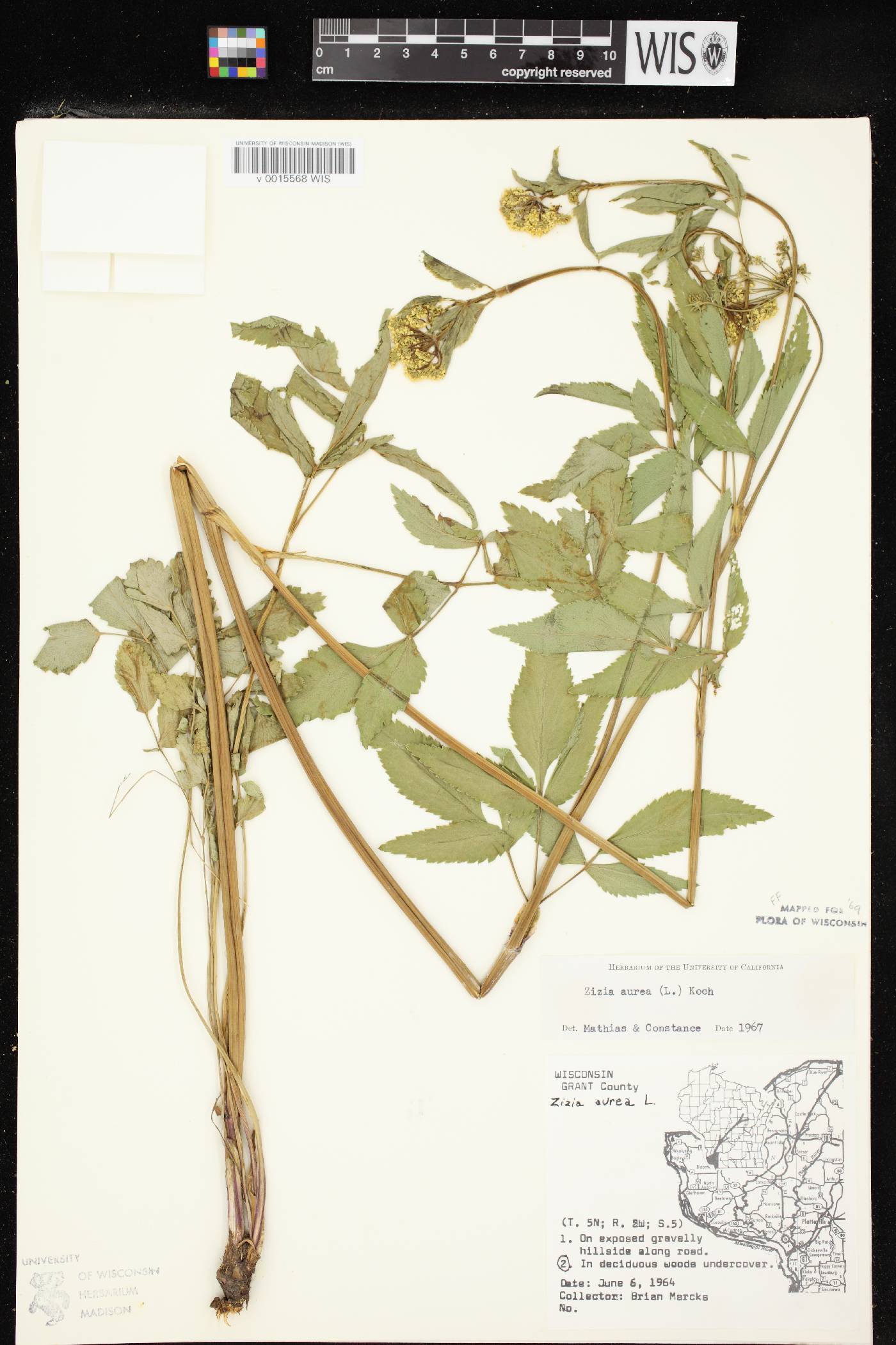 Zizia aurea image