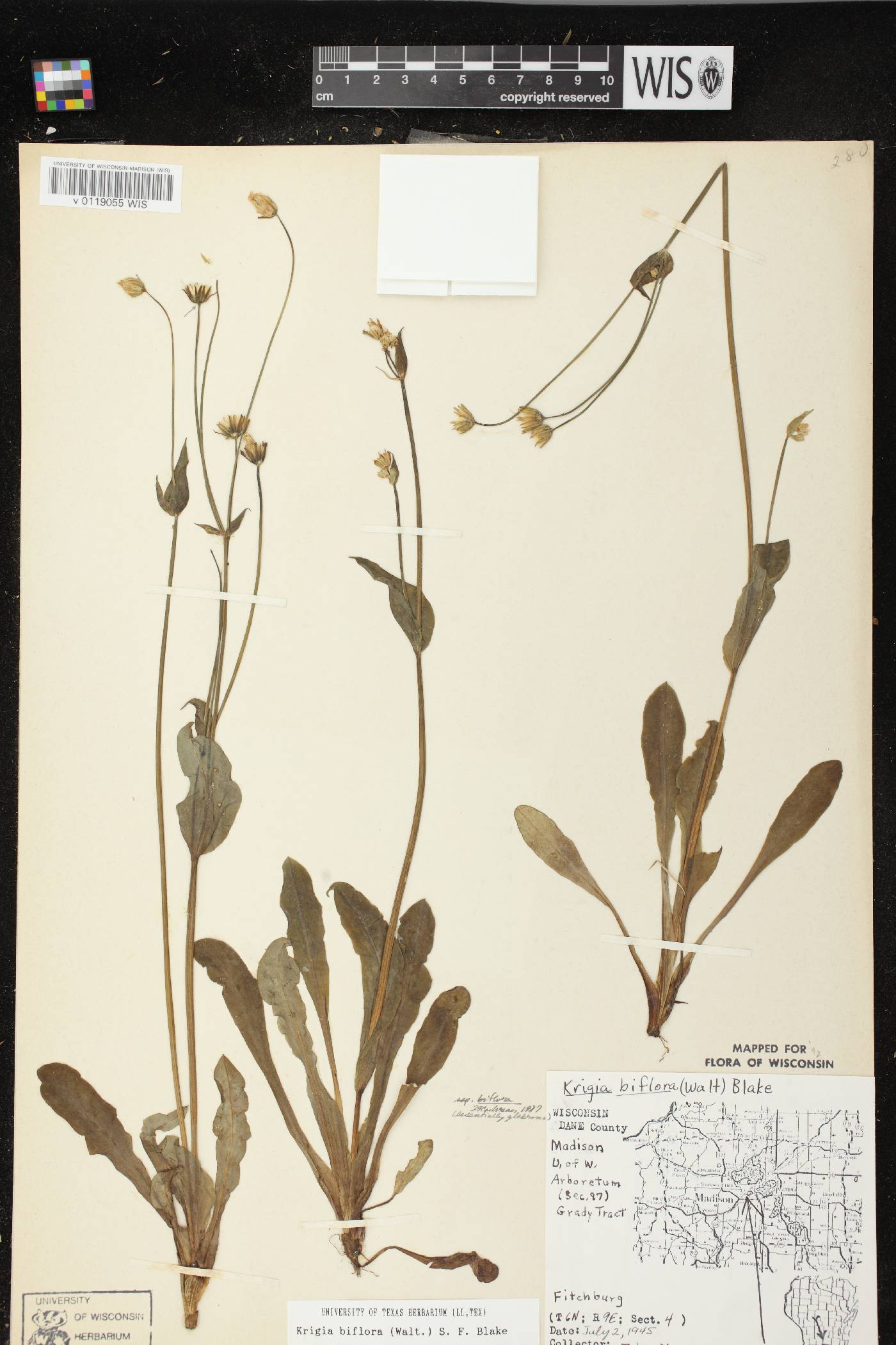 Krigia biflora image