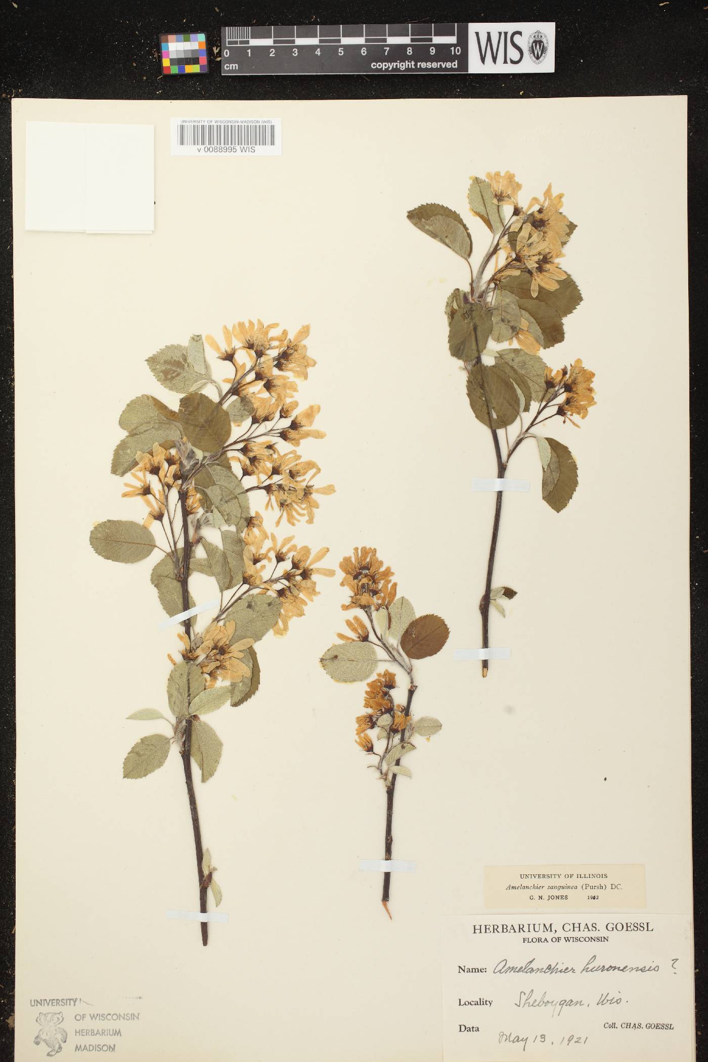Amelanchier sanguinea image