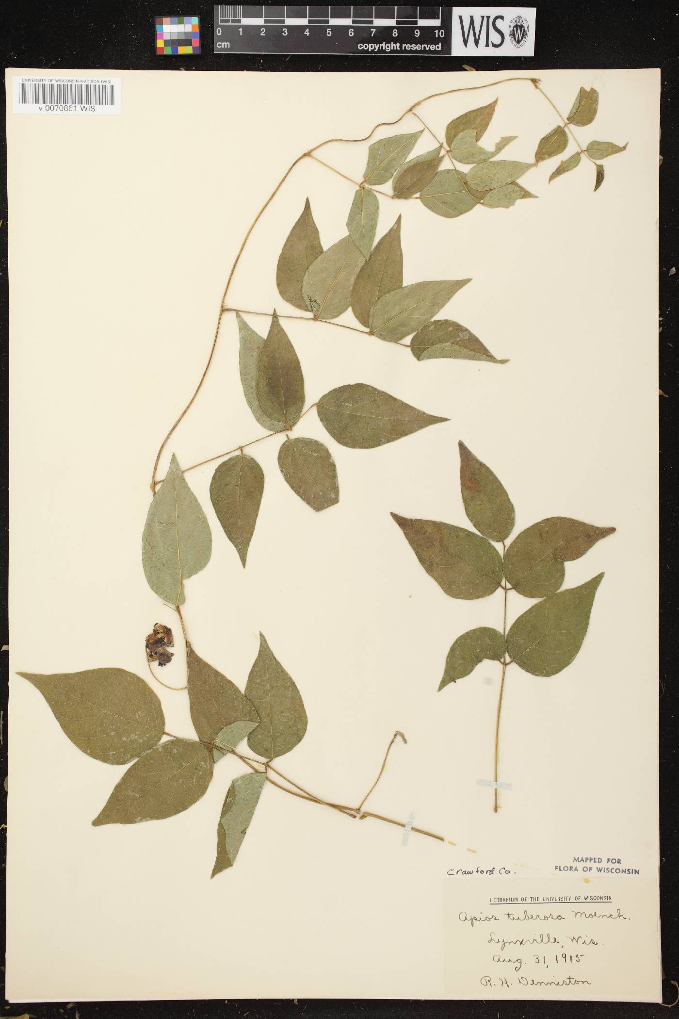 Apios americana image
