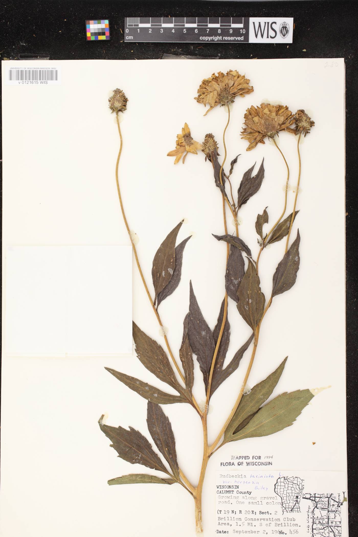 Rudbeckia laciniata image