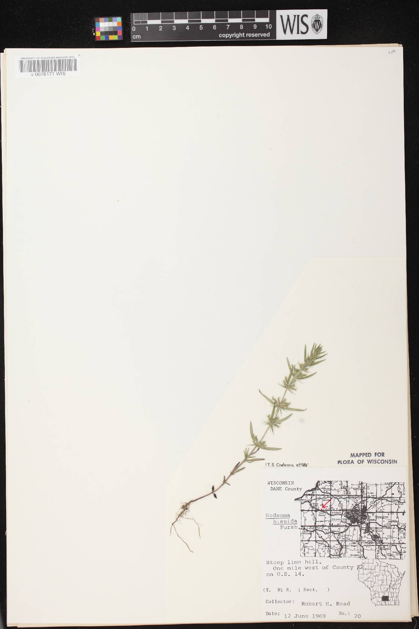 Hedeoma hispida image