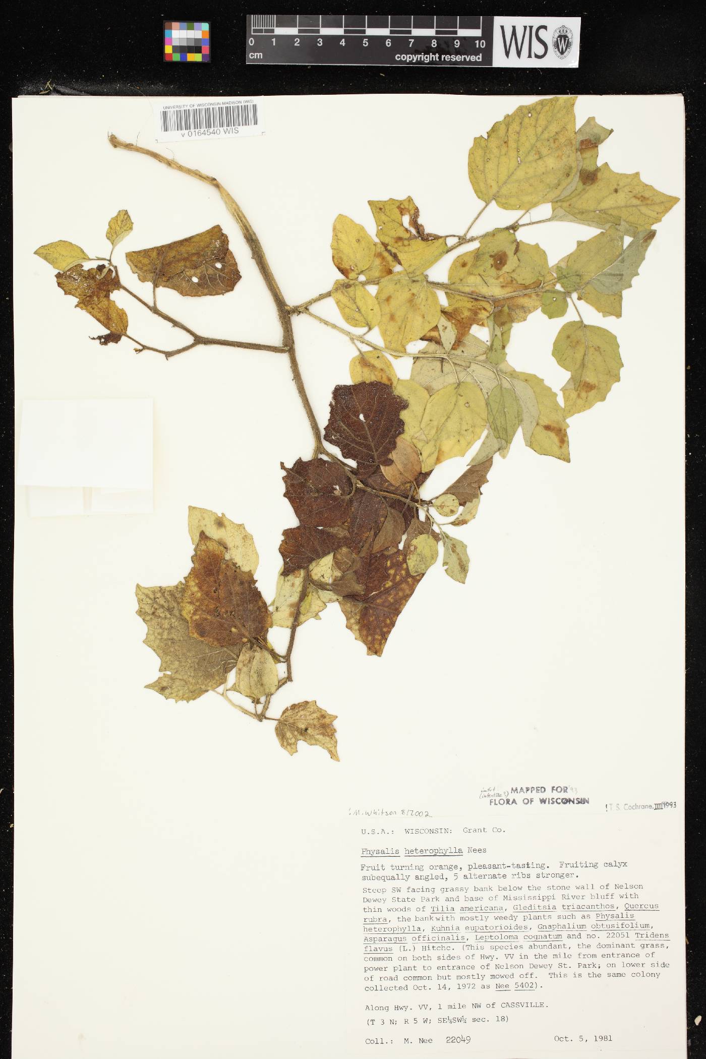 Physalis heterophylla var. heterophylla image