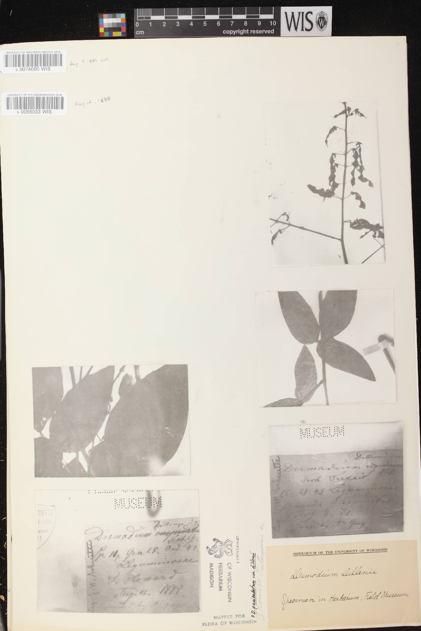Desmodium perplexum image