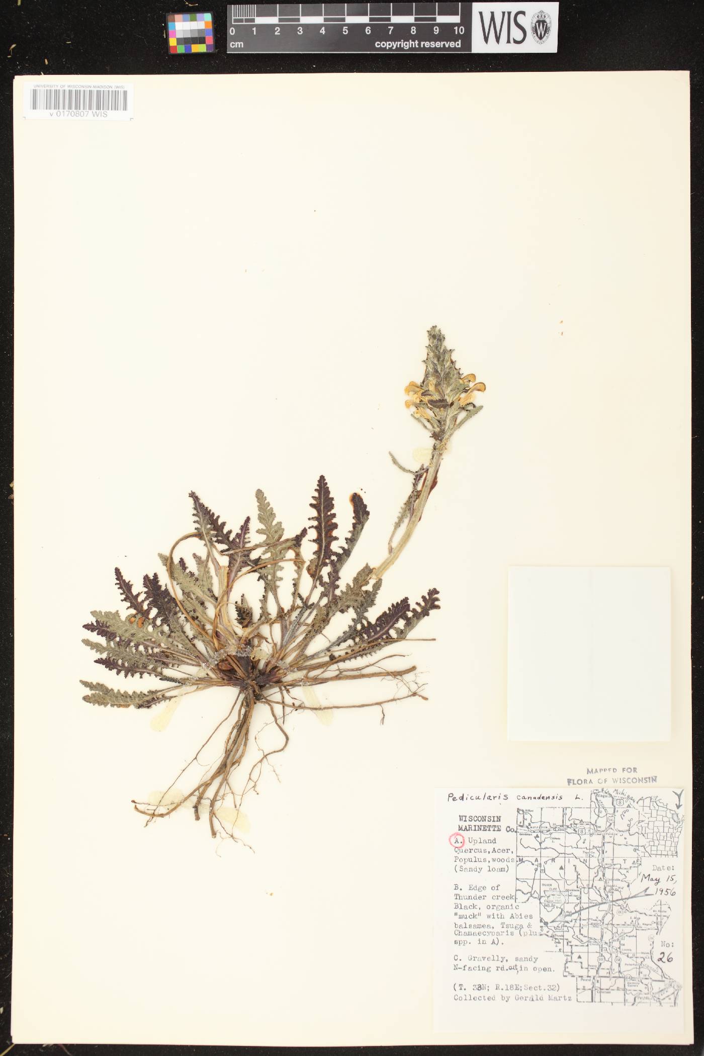 Pedicularis canadensis subsp. canadensis image