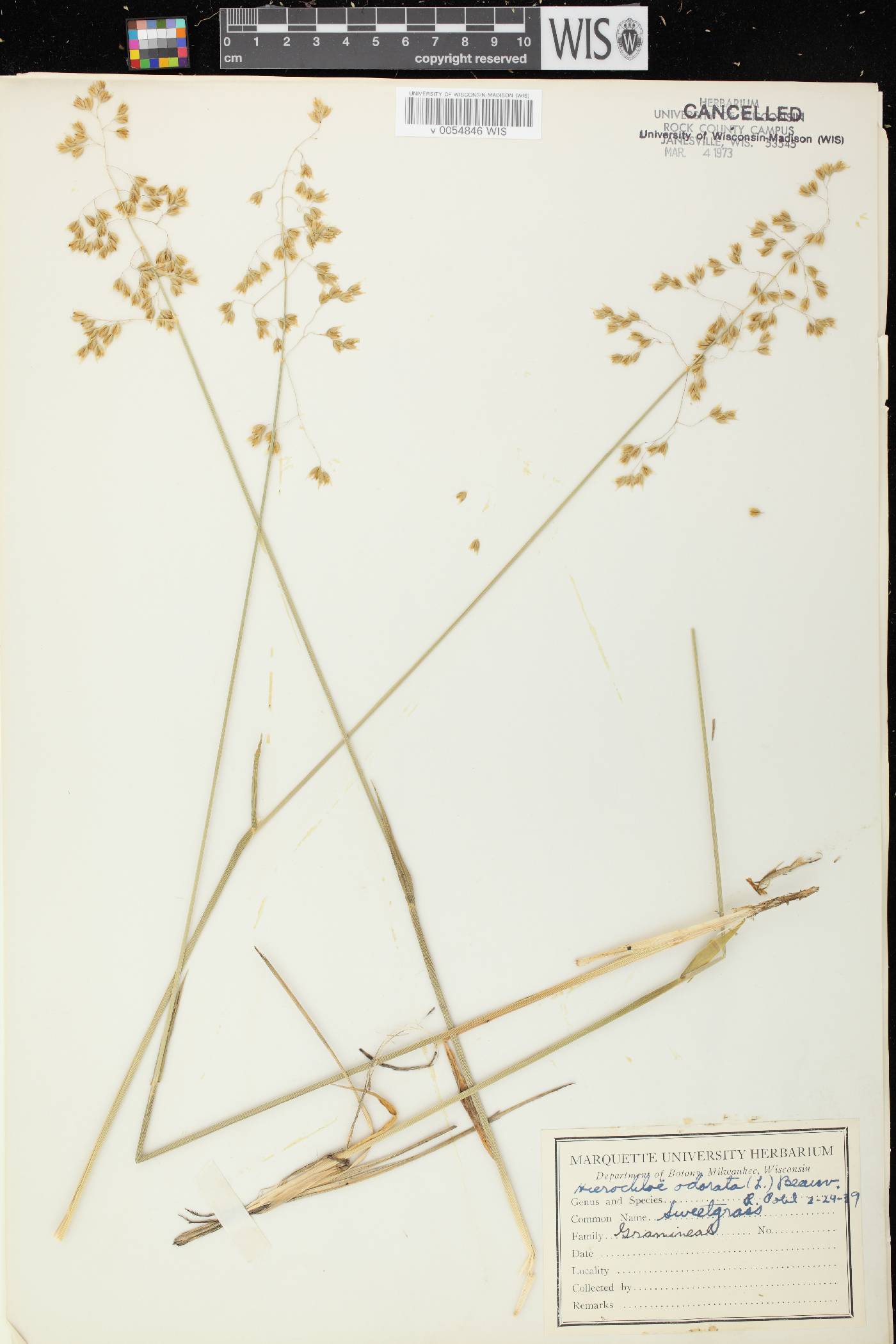 Anthoxanthum hirtum subsp. arcticum image