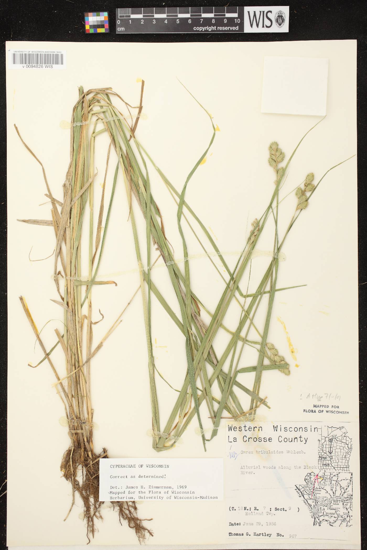 Carex tribuloides var. tribuloides image