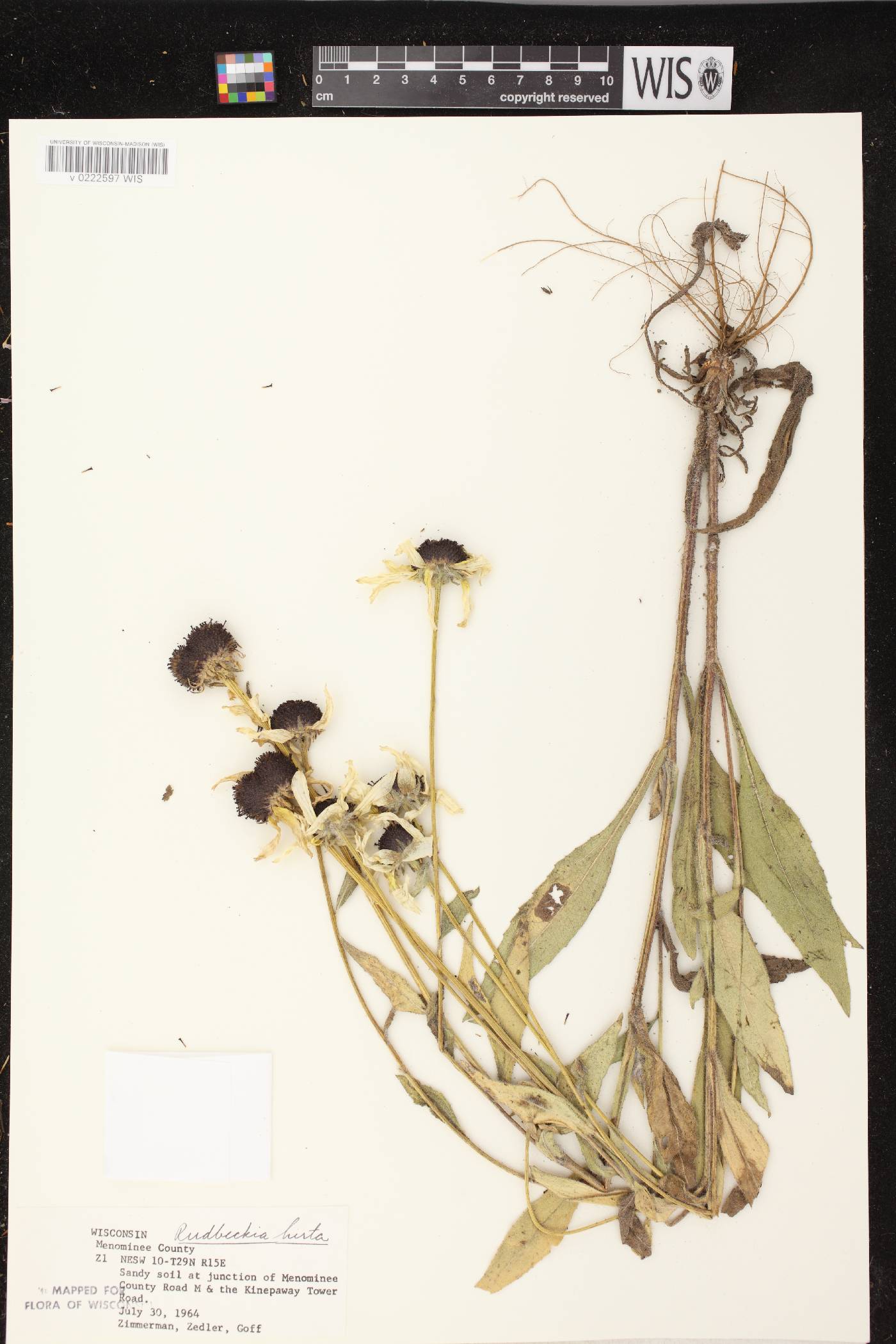 Rudbeckia hirta image
